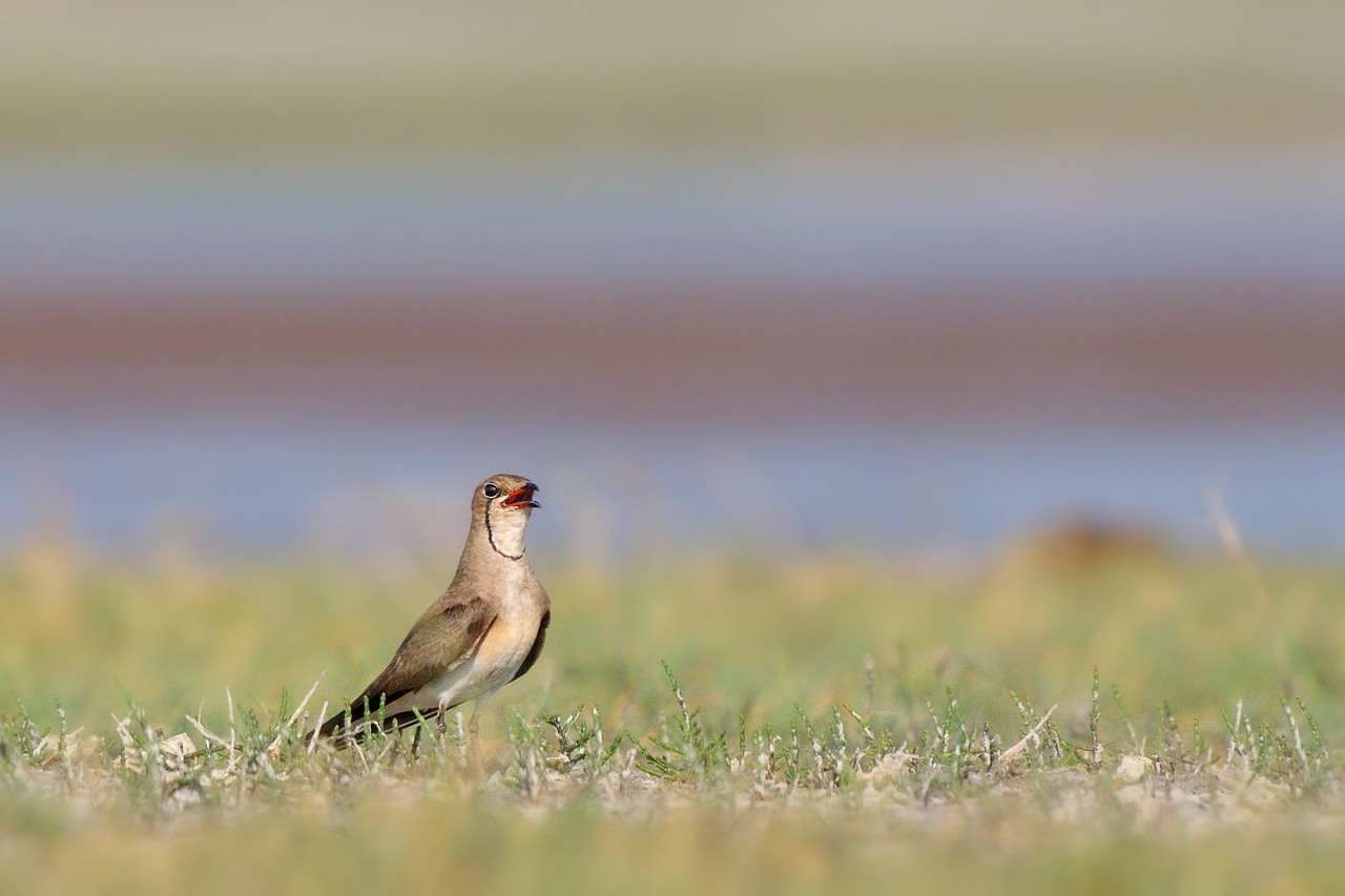 Pratincole