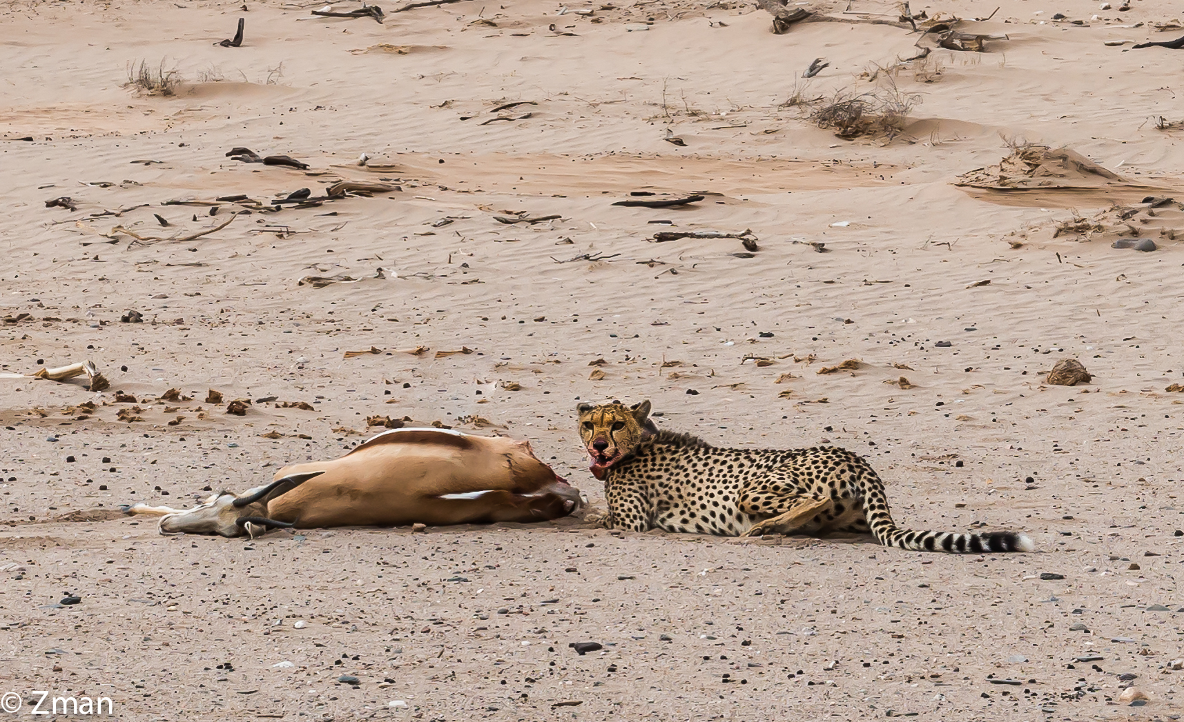 The Chita and Its Kill