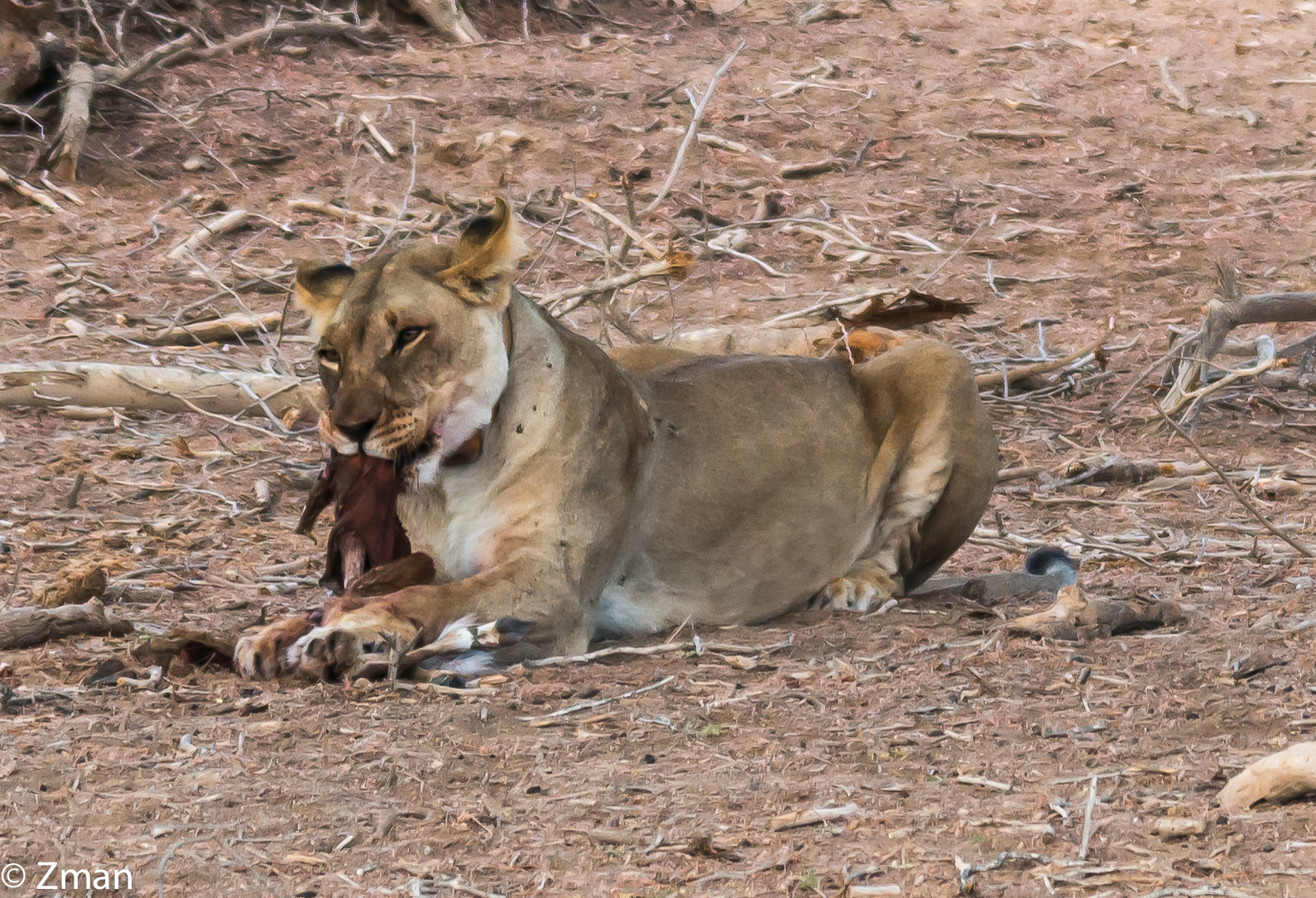 The Lioness stole the Chita's Kill