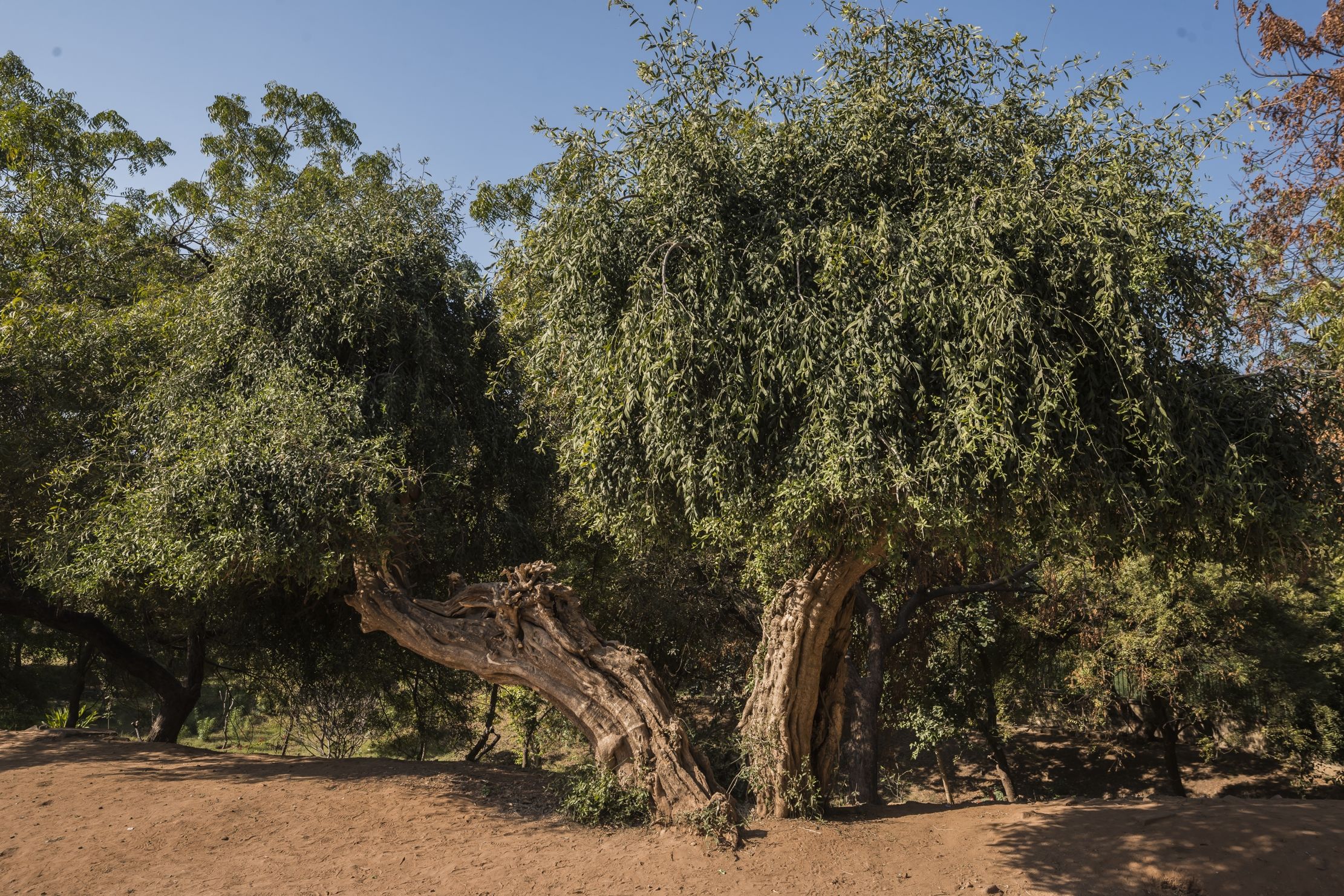 Gujarat 2015 - Albero