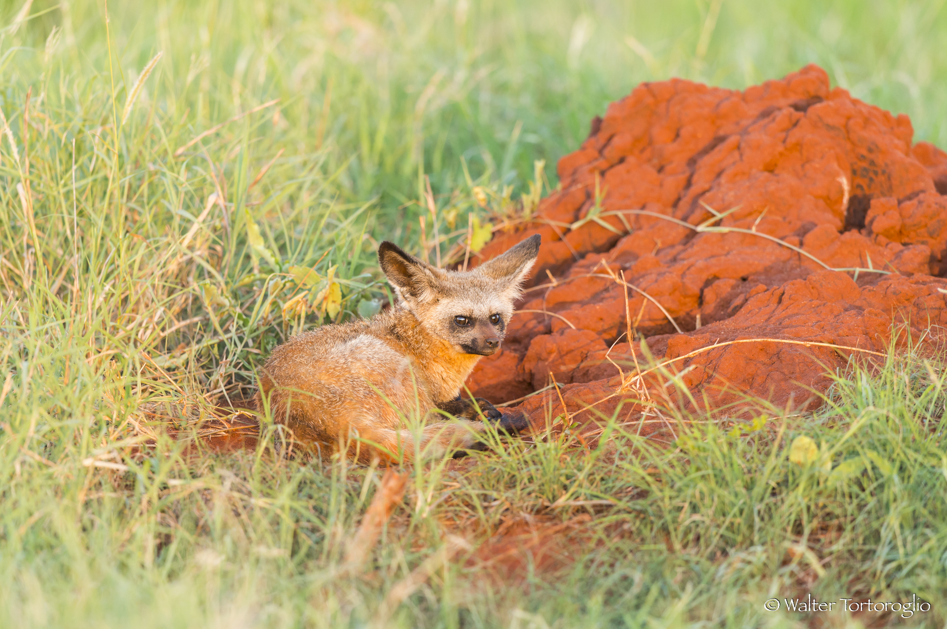 Otocione al Lualenyi camp