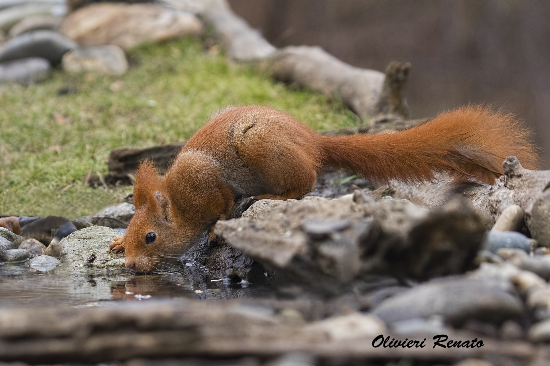 drinking red squirrel. (Sciurus vulgaris)