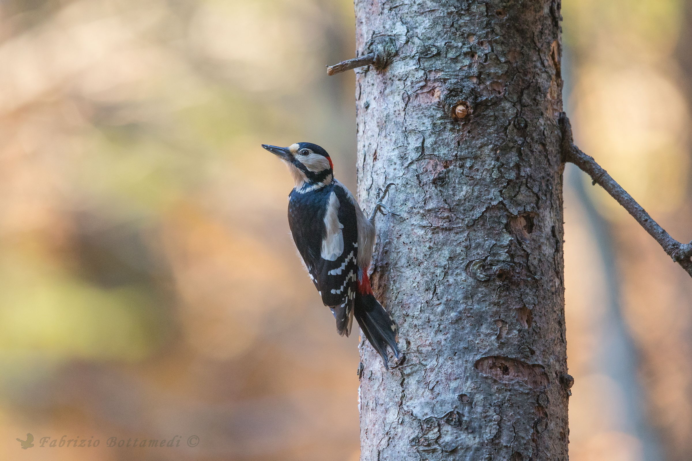 Great Spotted Woodpecker