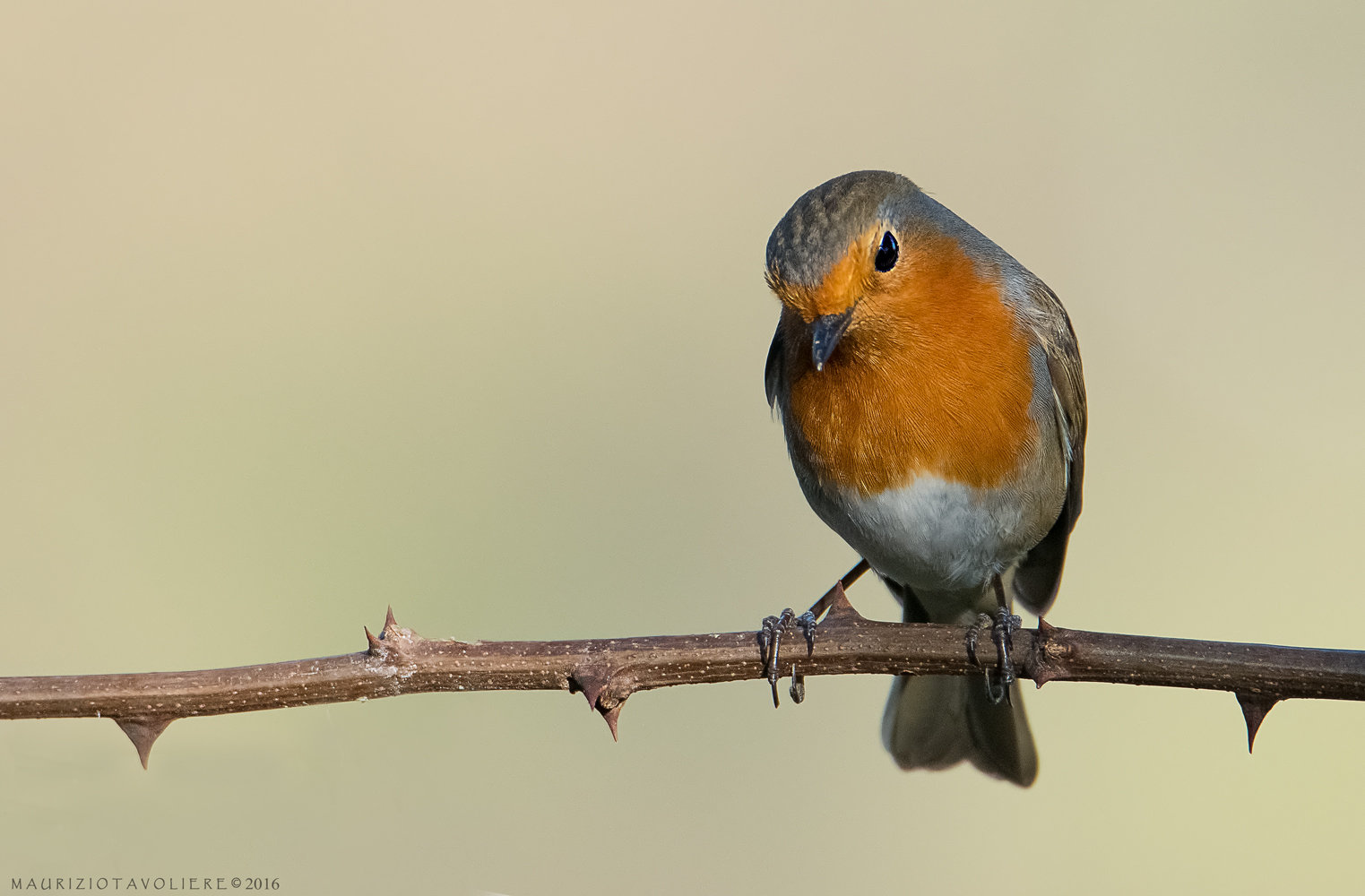 Pettirosso ..  Lombardia, Febbraio '16