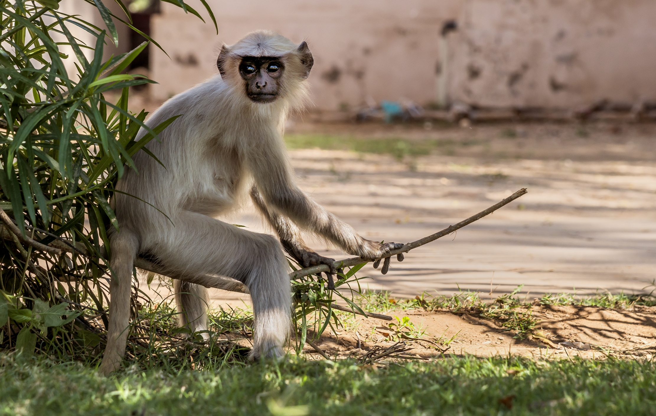 Gujarat 2015 - Langur, in un Tempio in rovina