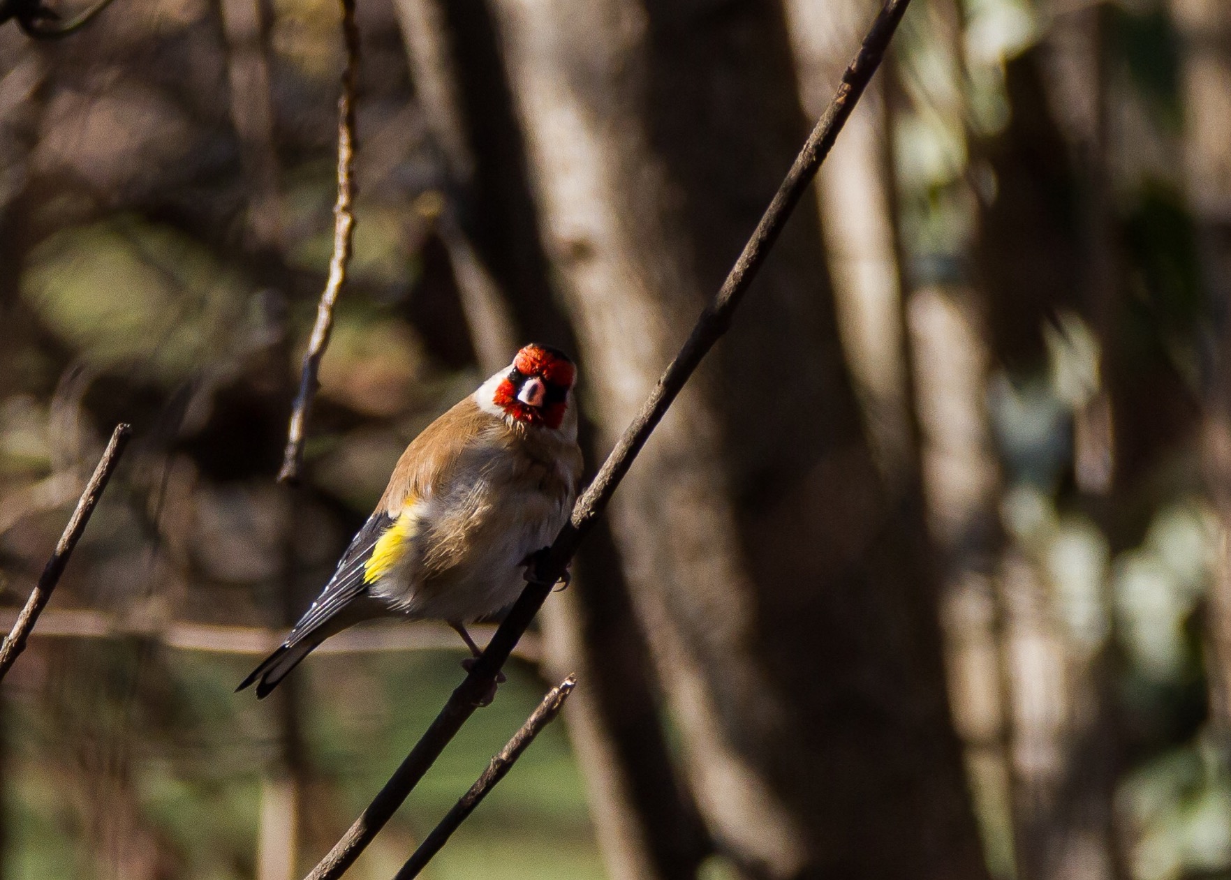 Goldfinch vegetable gardens