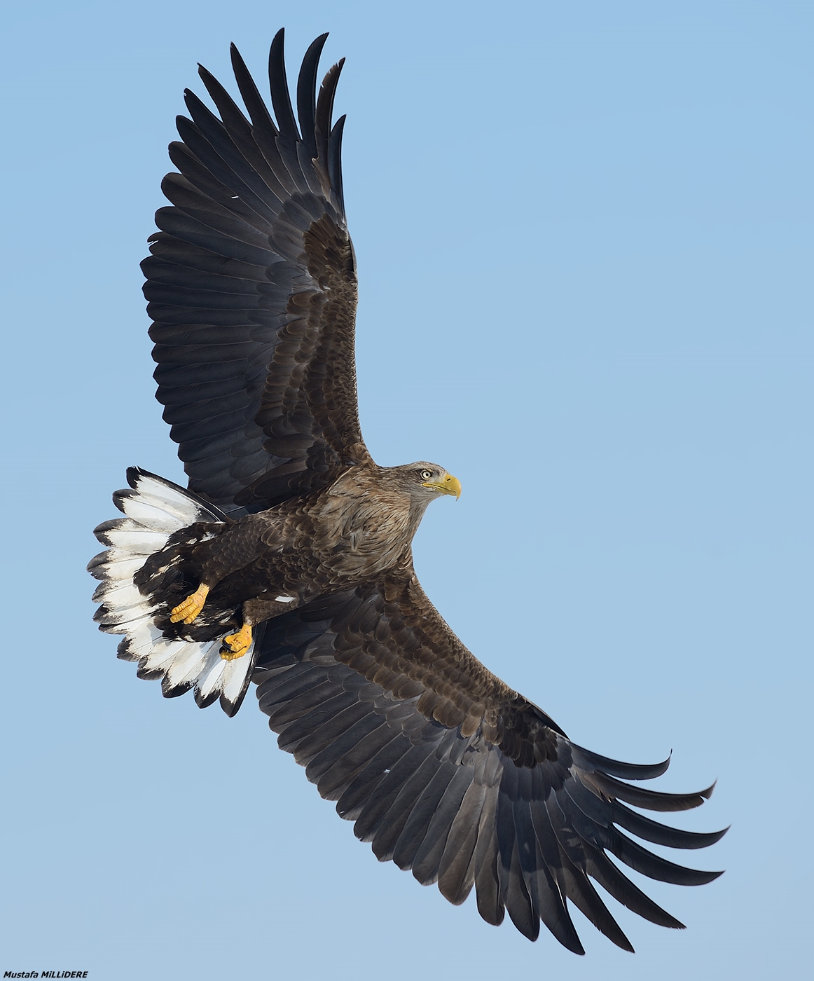 Dalla coda bianca ...