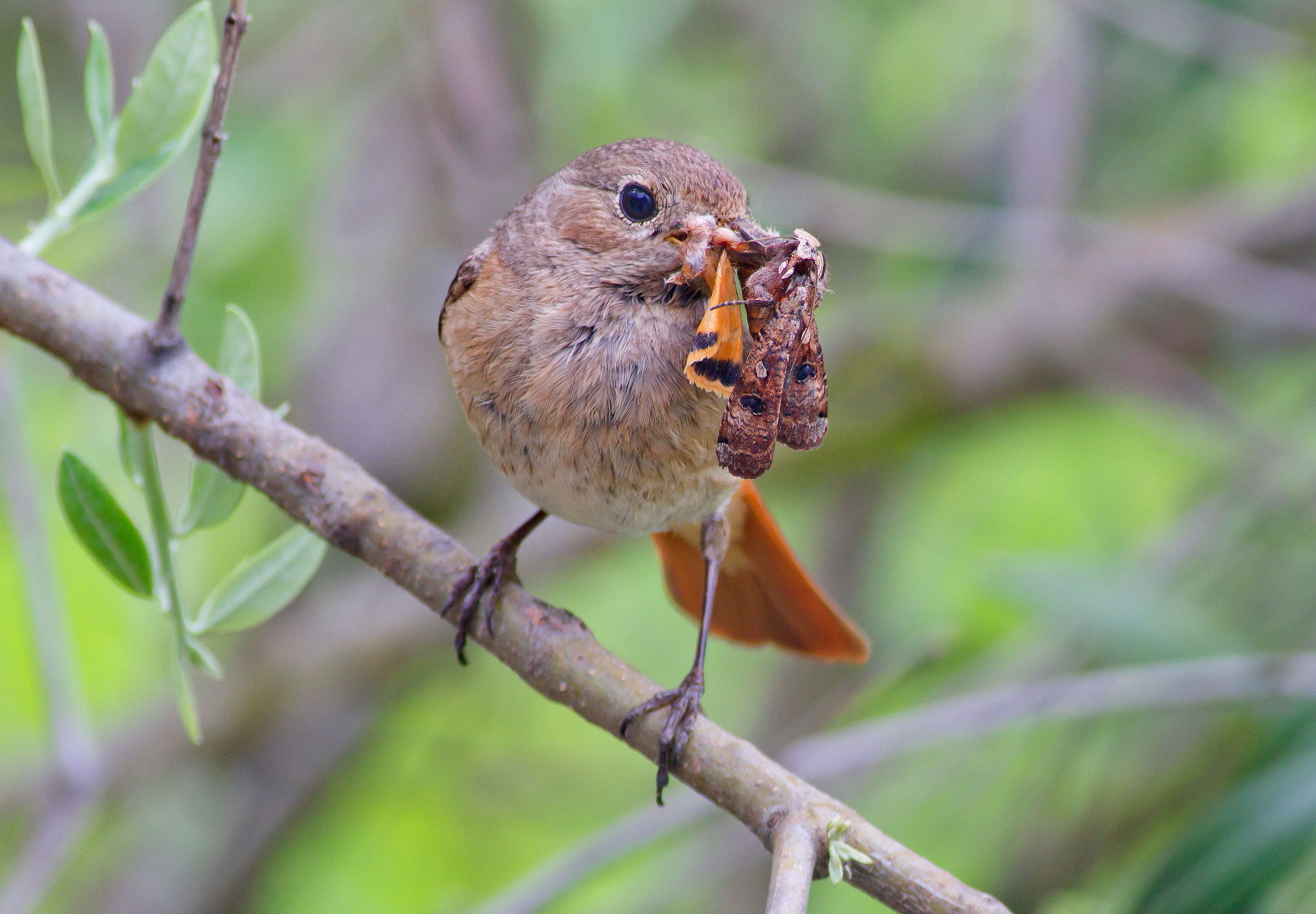 Codirosso:Prede Multiple