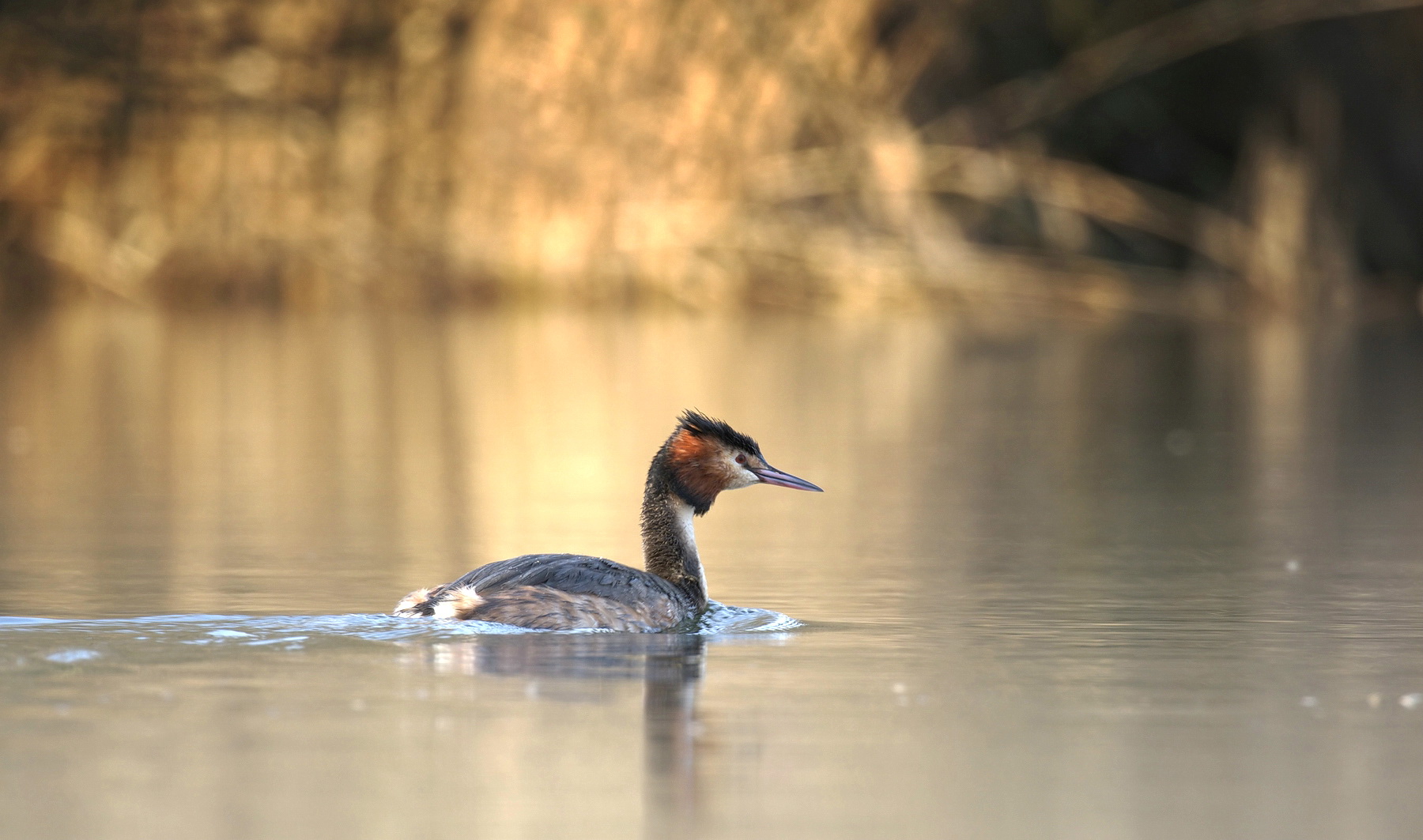 Great crested grebe