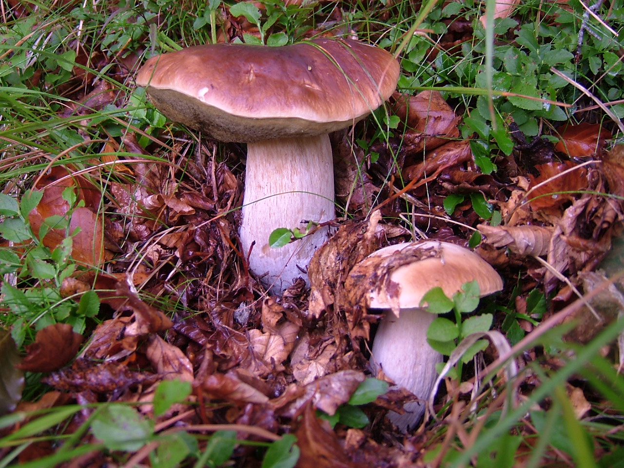 Boletus edulis