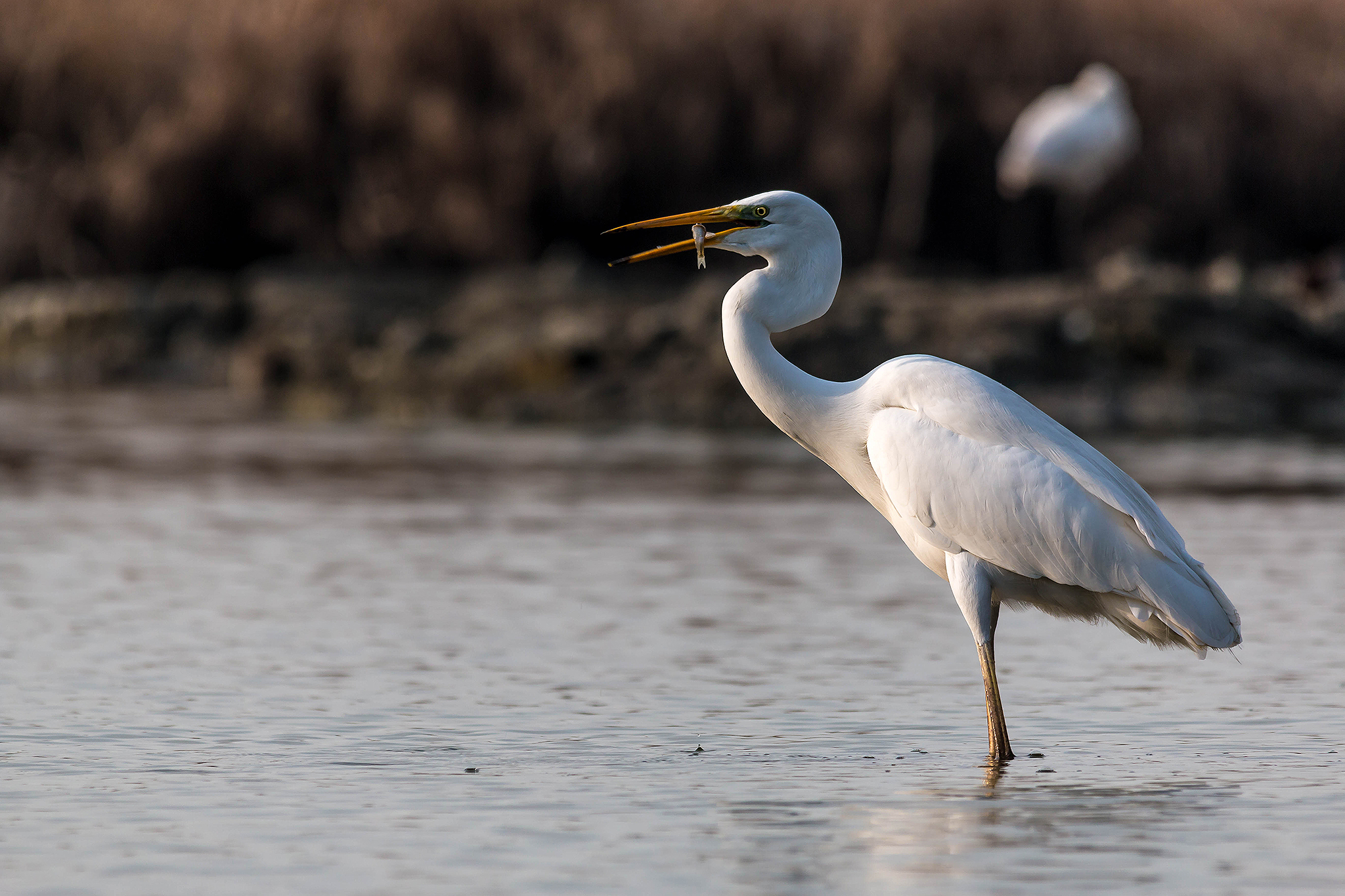 White Heron Maggiore