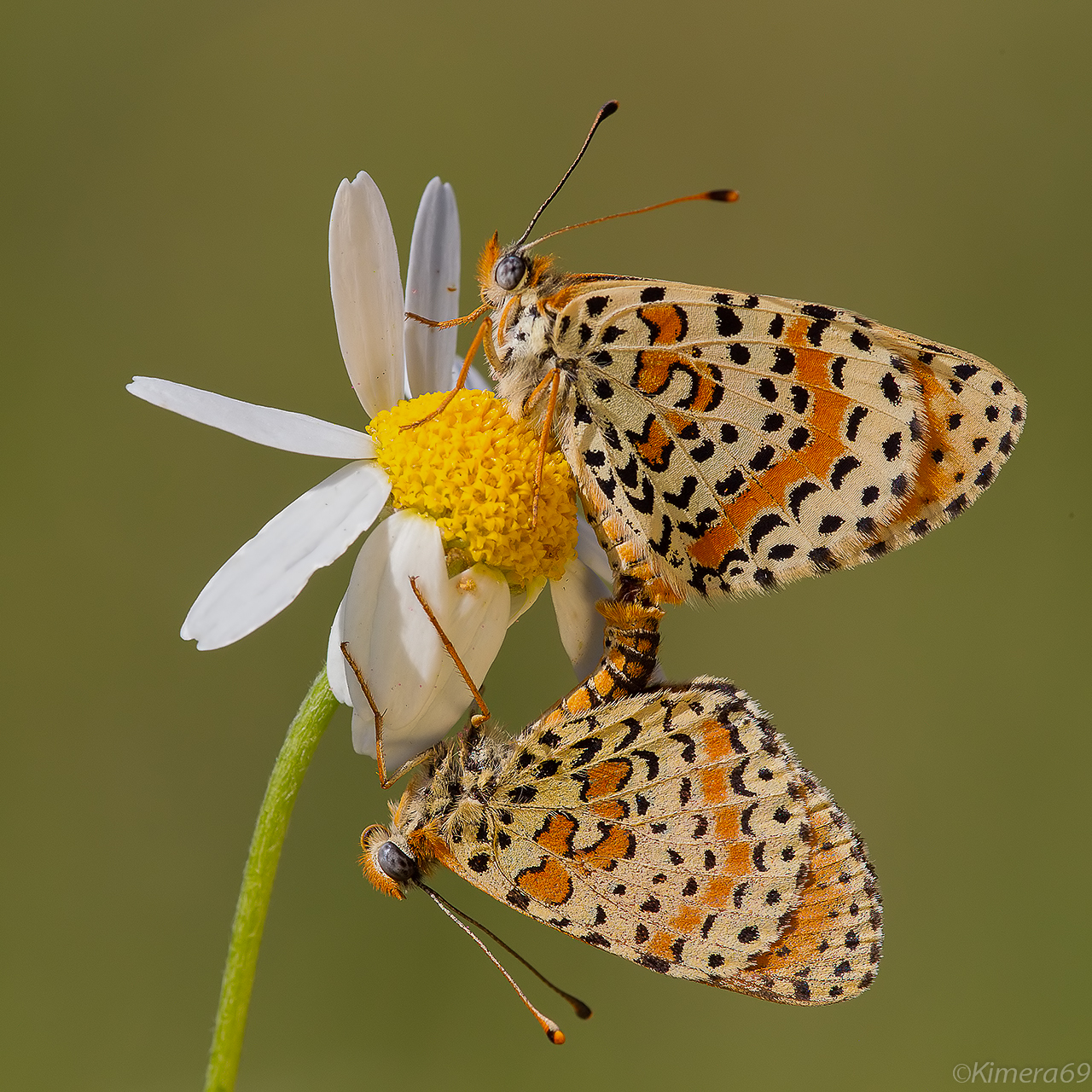 In love - Melitea Sp. -