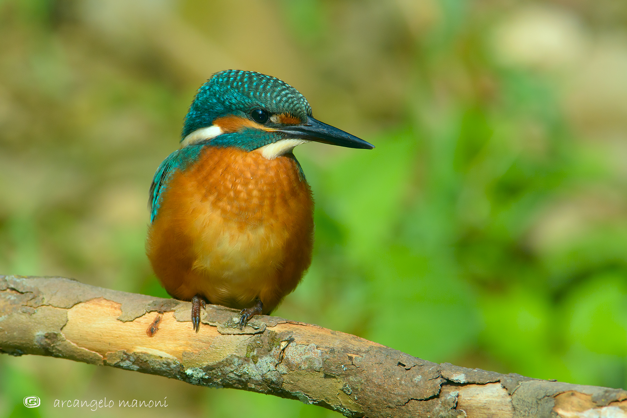 Alcedo atthis