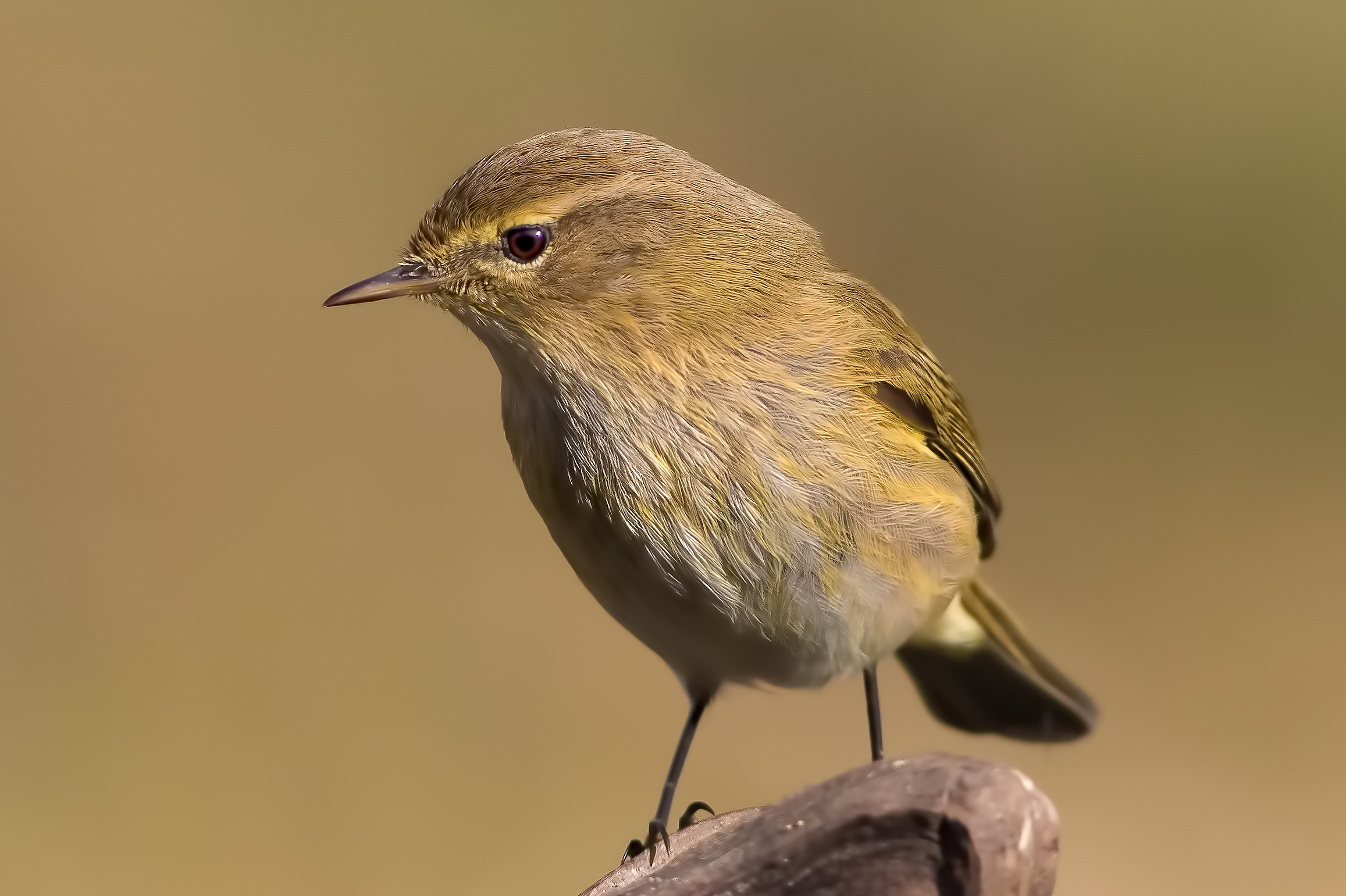 Luì piccolo (Phylloscopus collybita)