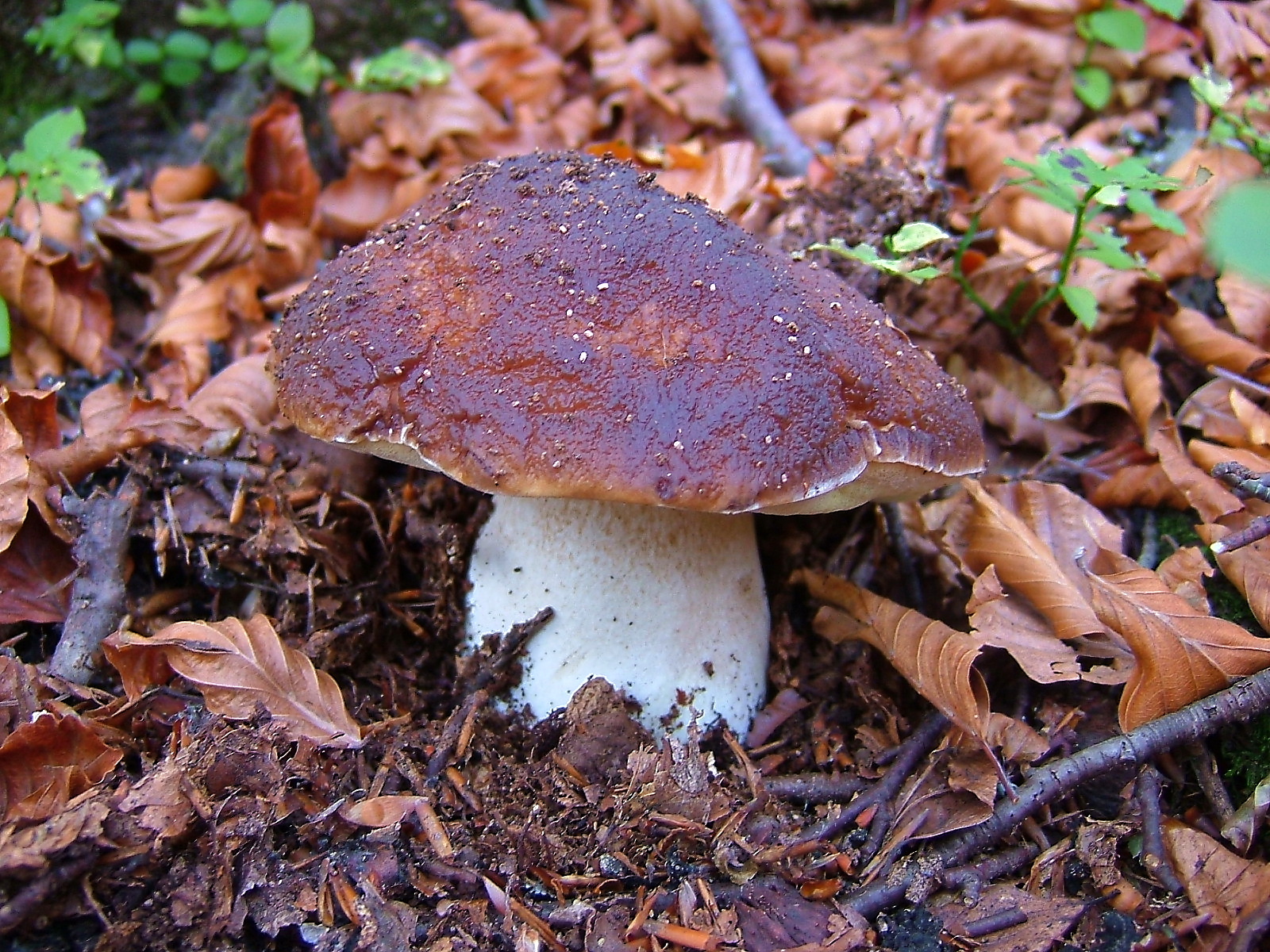 porcini of October 2