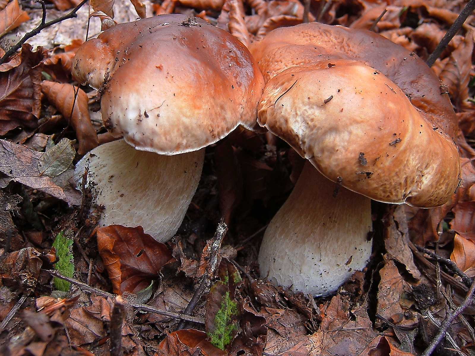 porcini of October 3