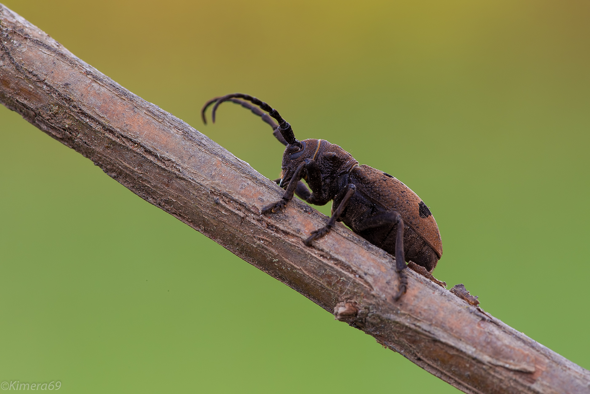 Cerambycidae Latreille