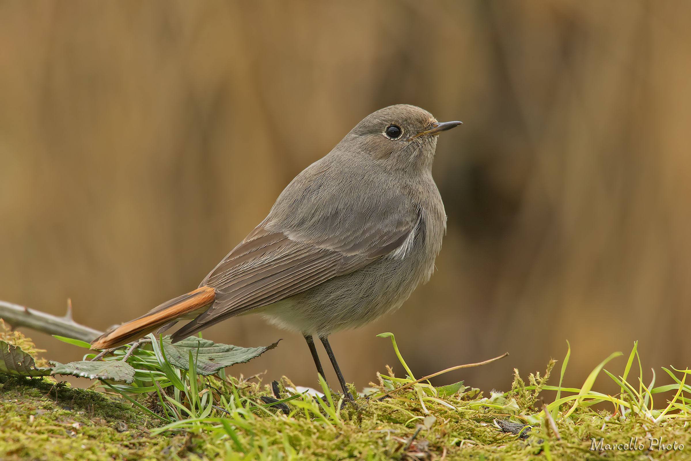 Chimney sweep Redstart female.