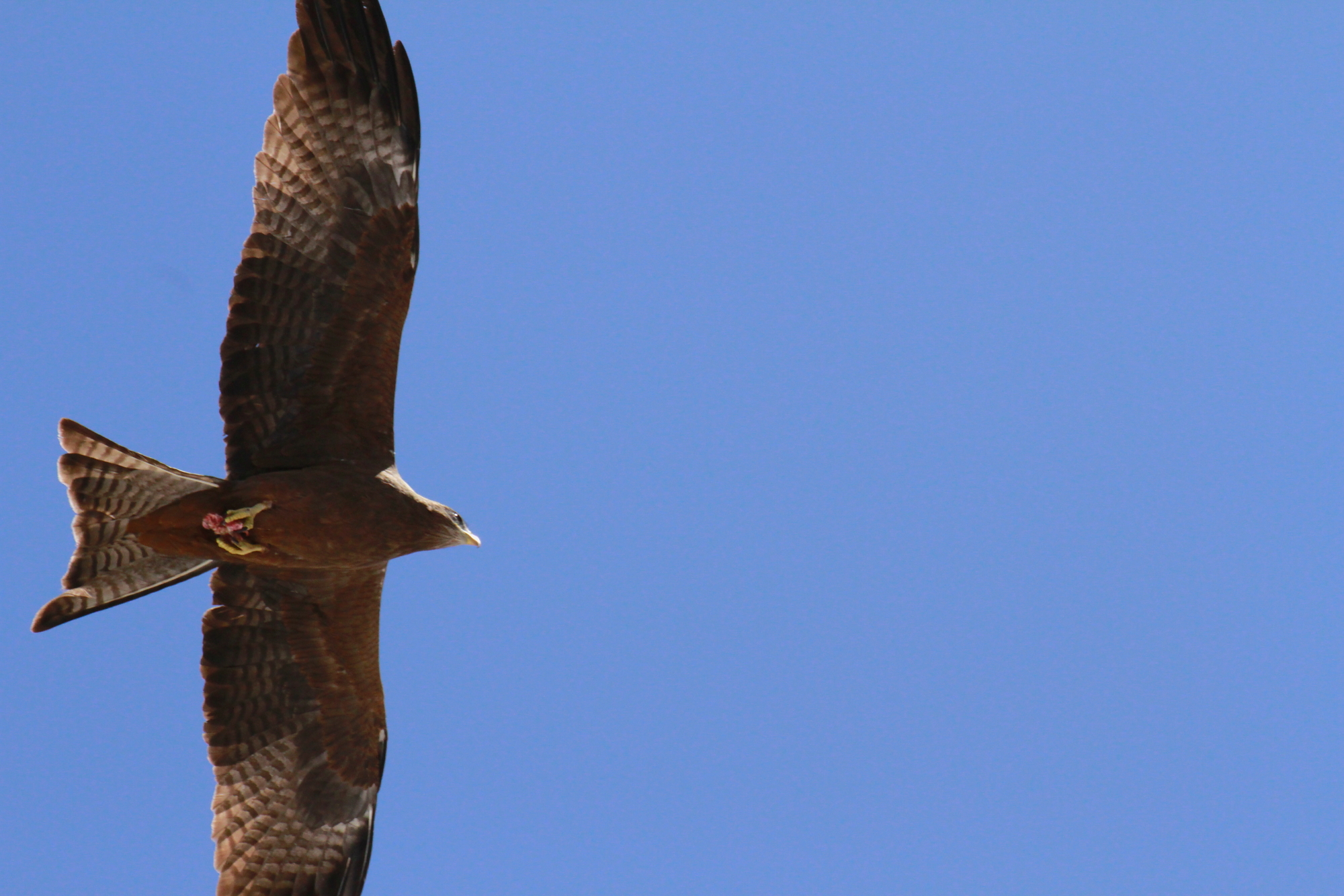predatore(milvus migrans)