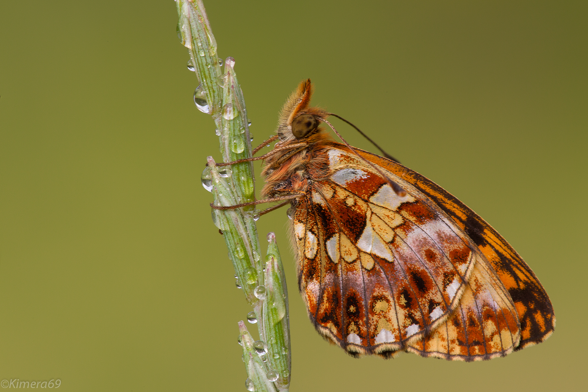 Boloria give
