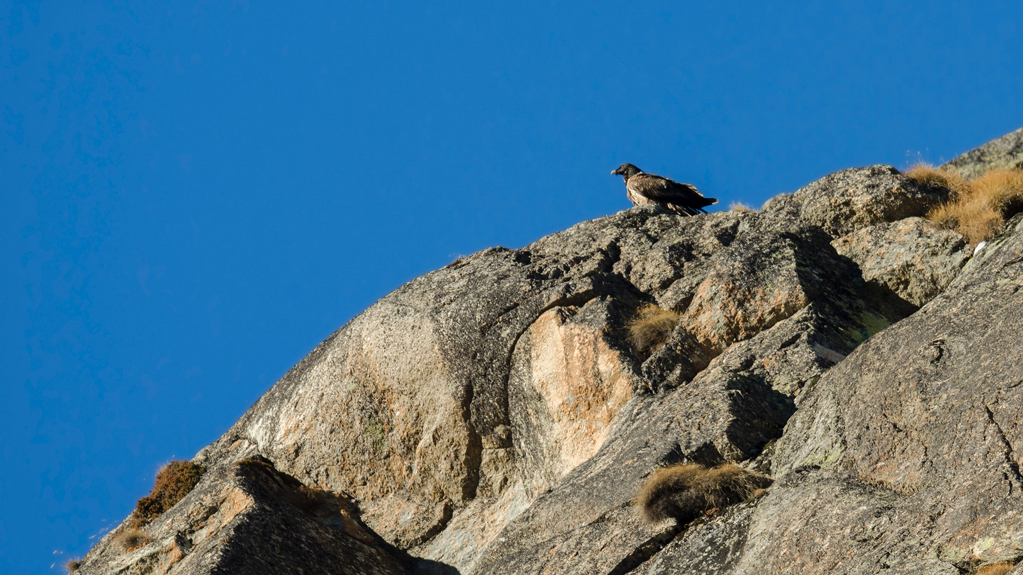 young Bearded vulture