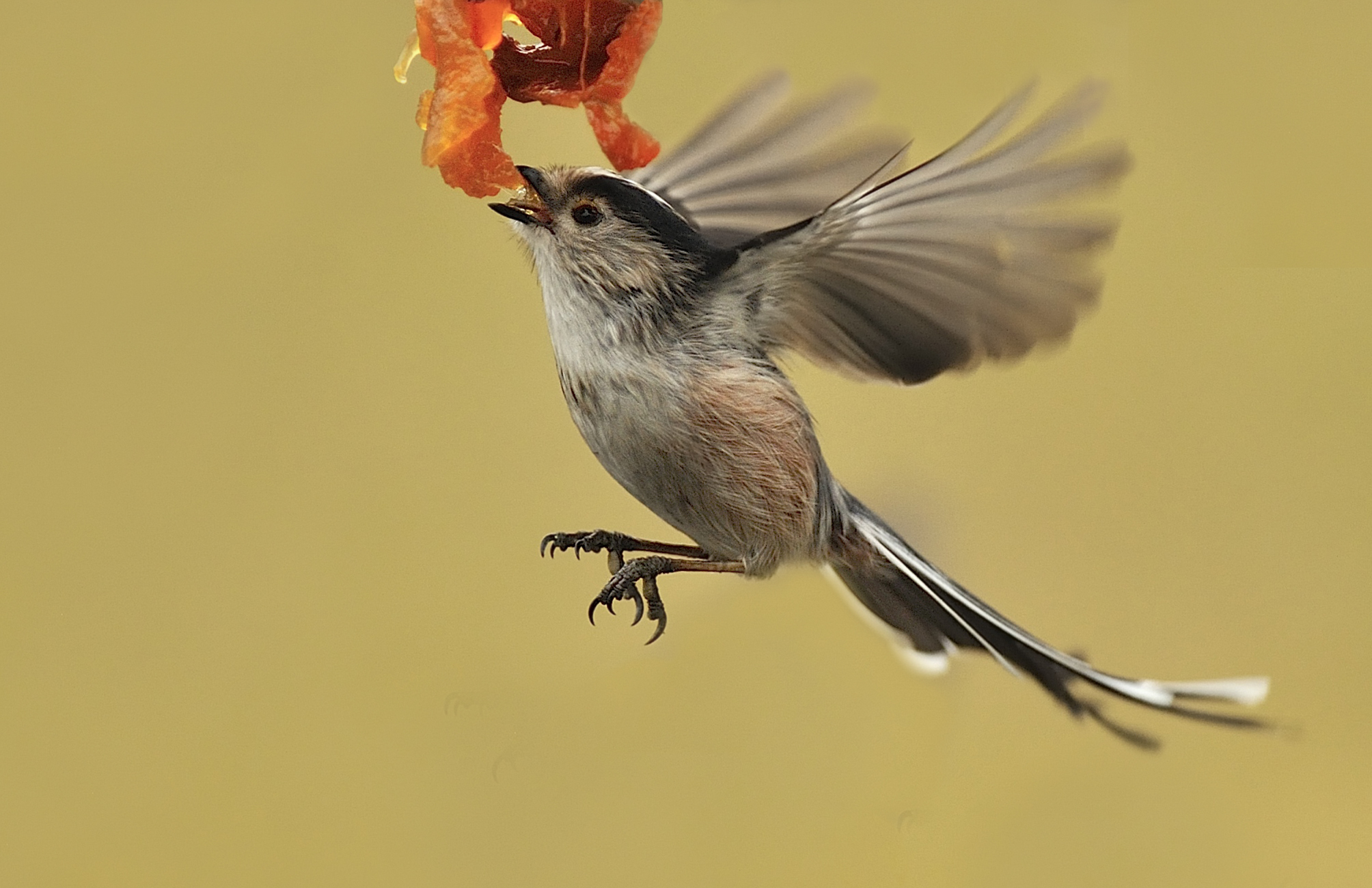 codibugnolo a pranzo