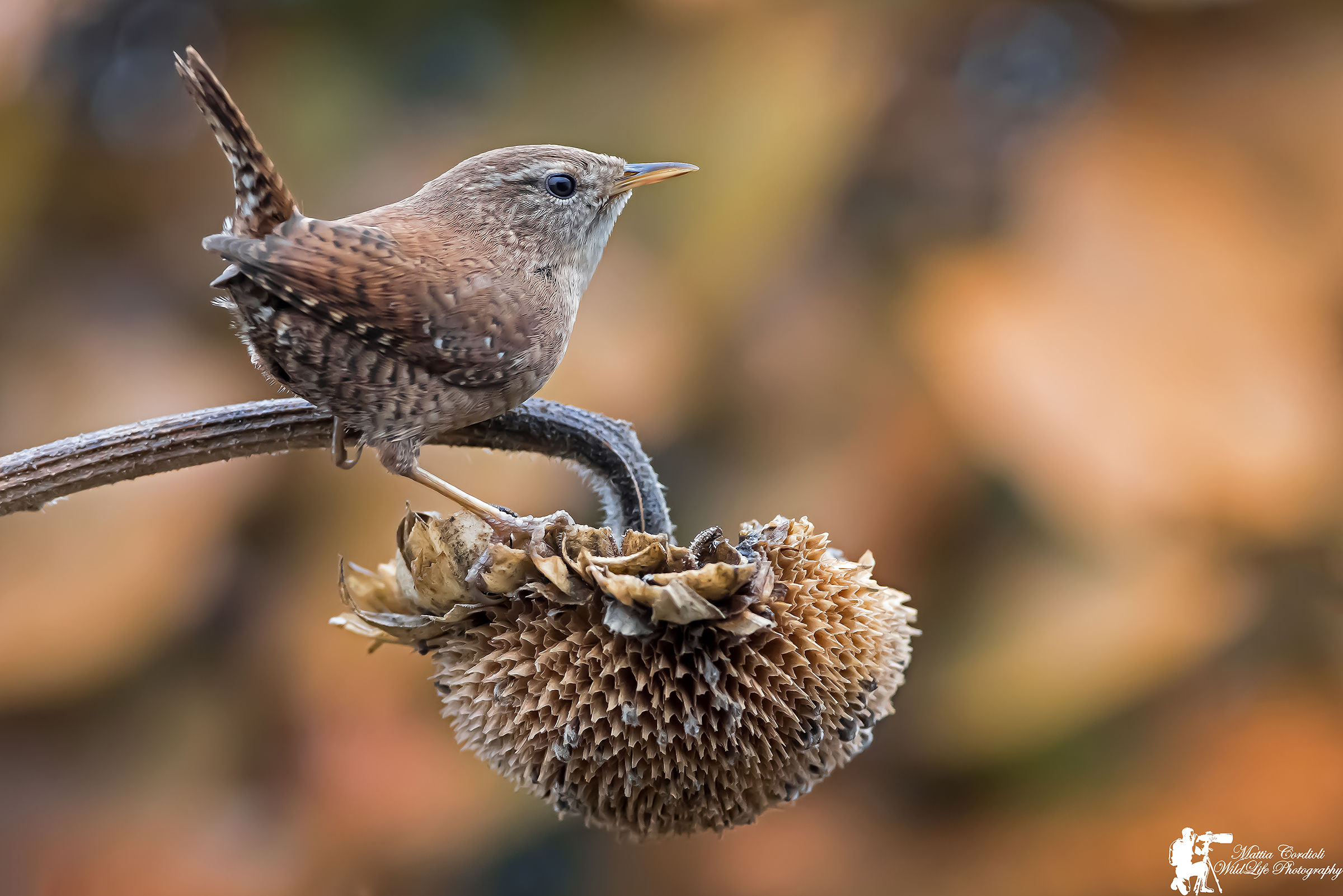 Wren on sunflower