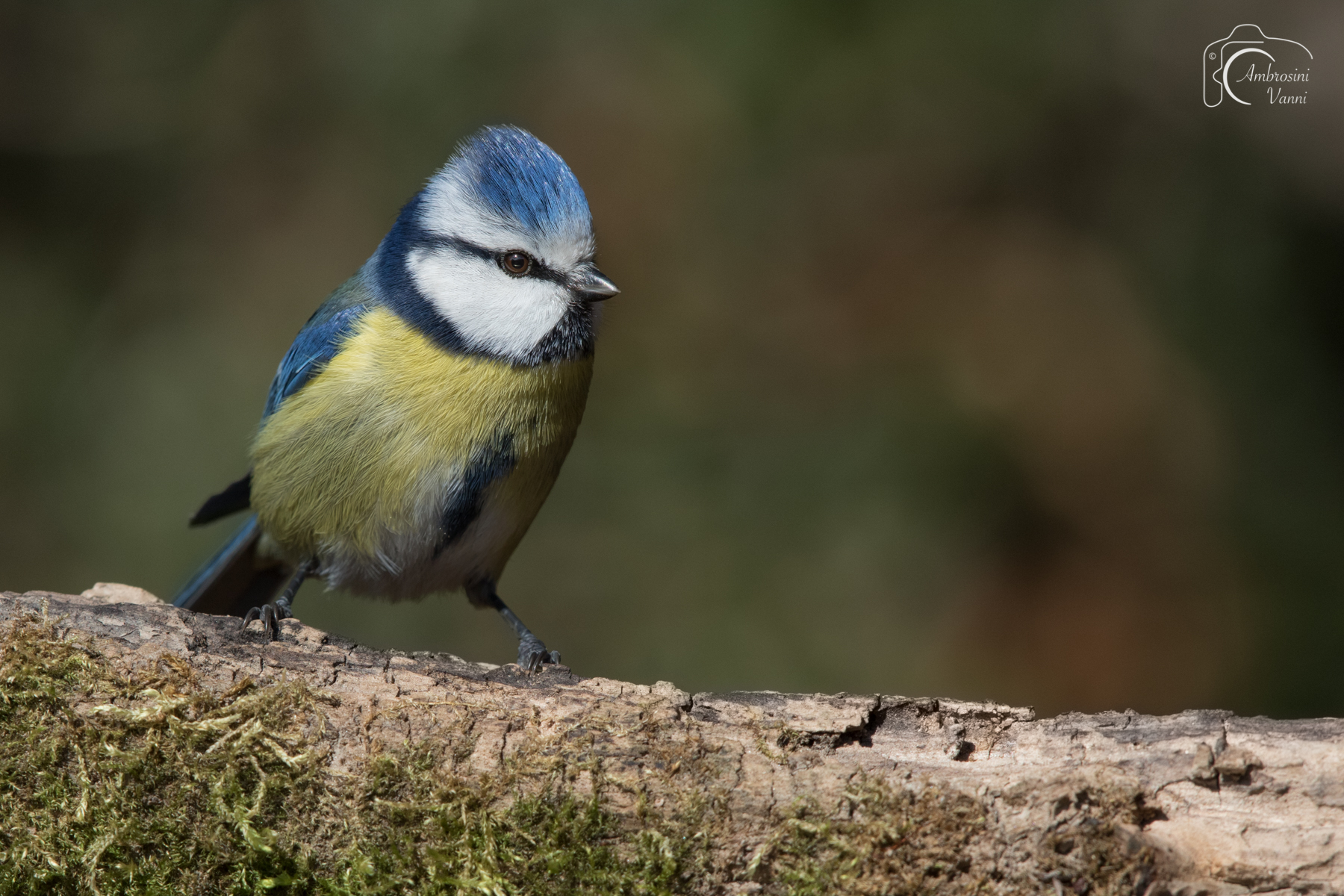 Cinciarella arrabbiata