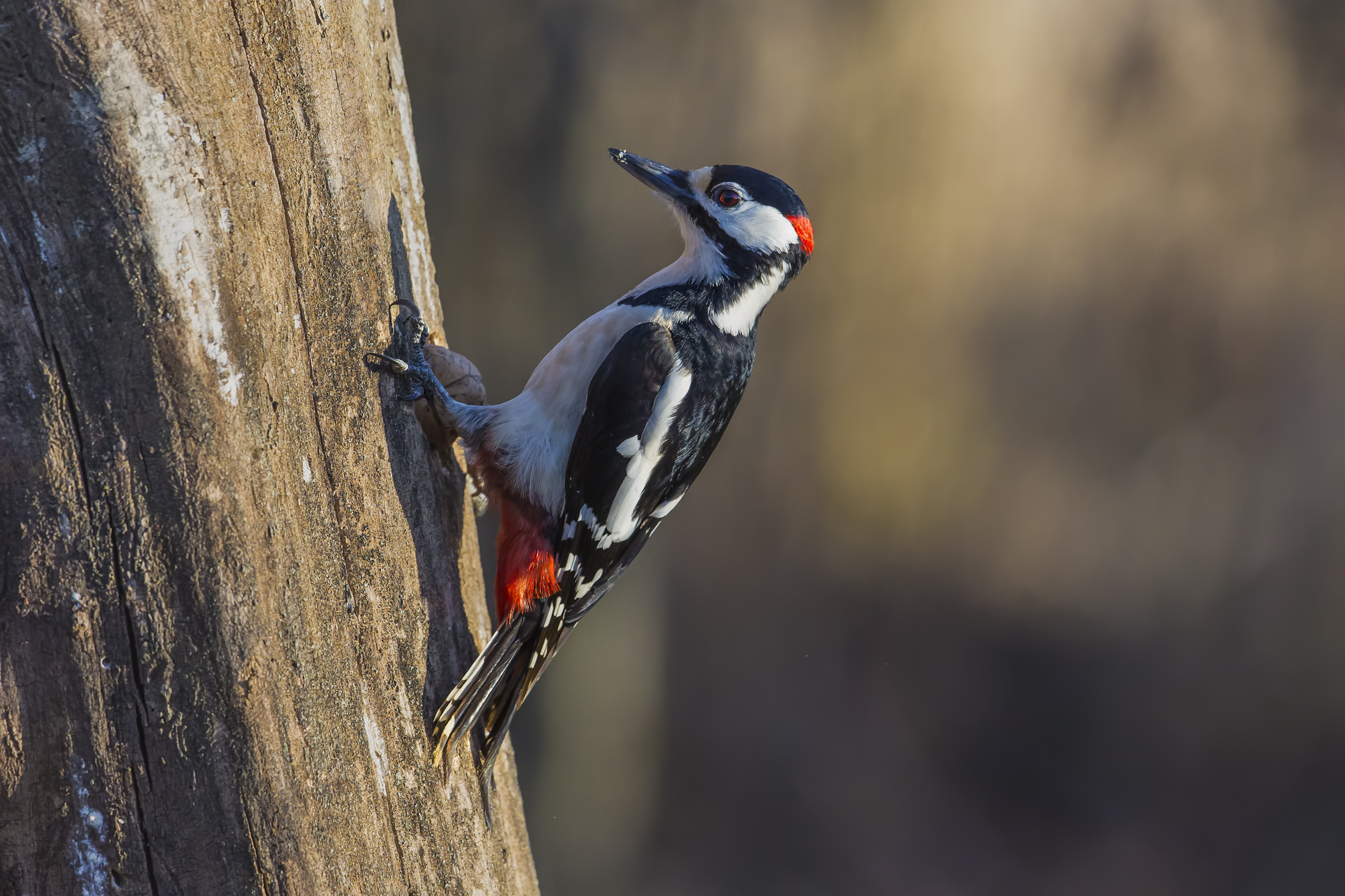 picchio rosso maggiore