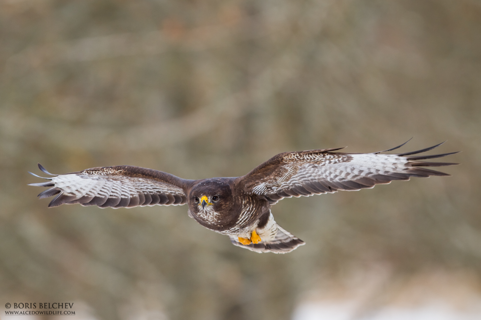 Poiana (Buteo buteo)