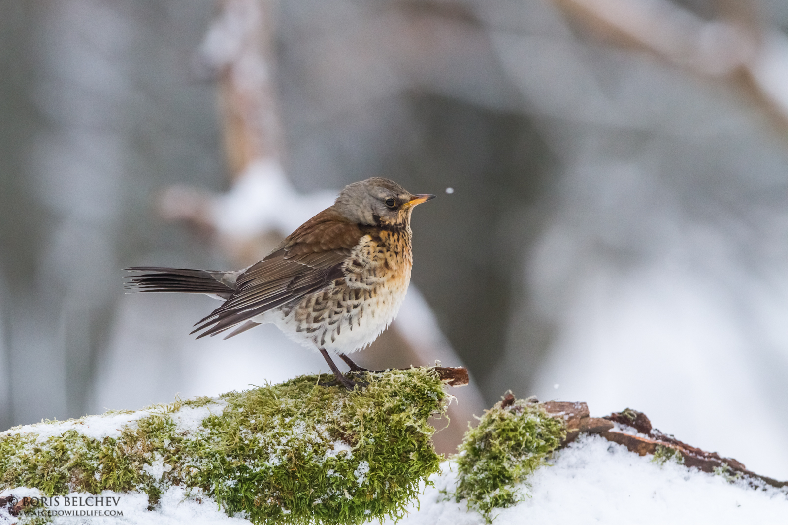 Cesena (Turdus pilaris)