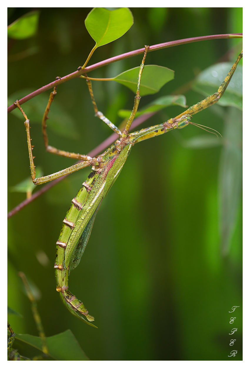 Stick Insect