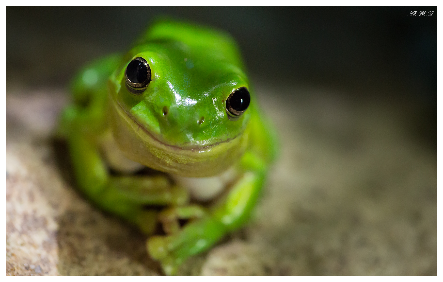 Green Tree Frog