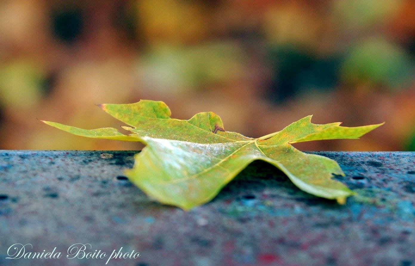 Leaving Leaf