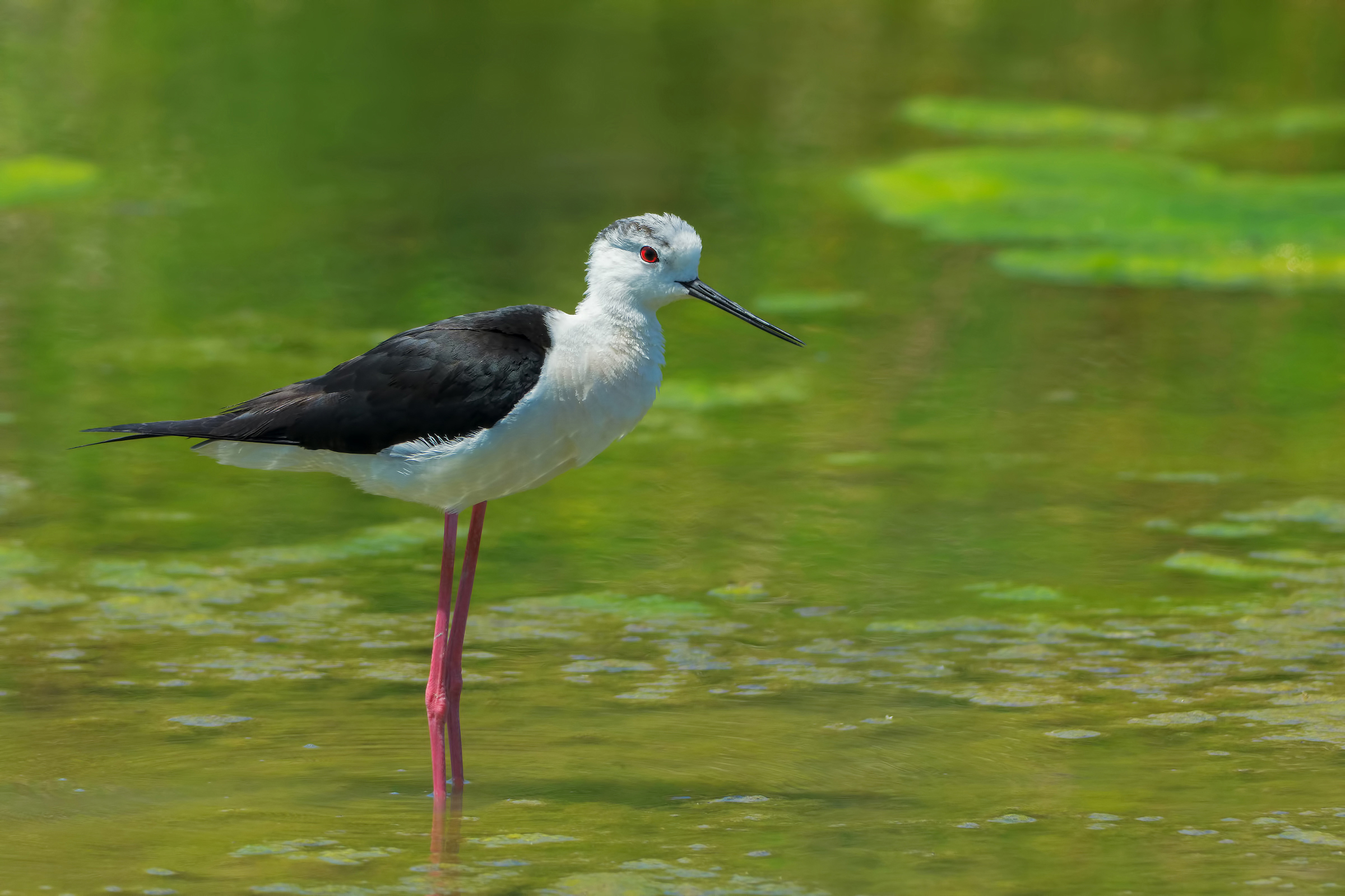 Cavaliere d'Italia (Himantopus himantopus)