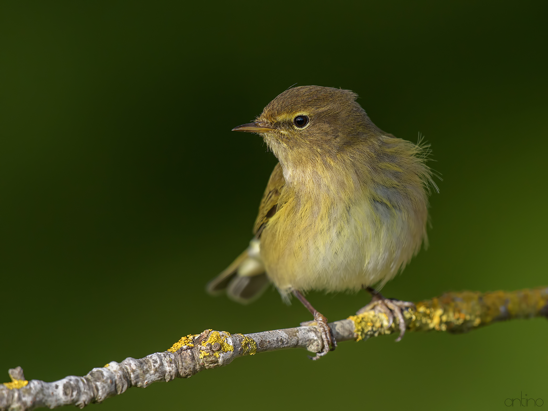 Chiffchaff