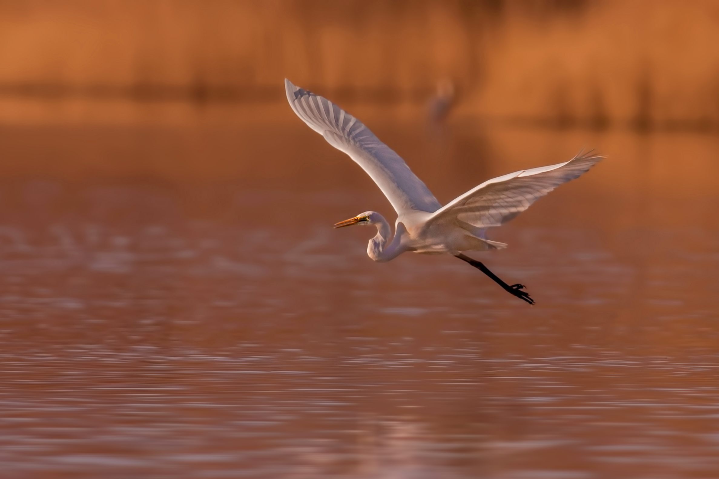 the great white alba