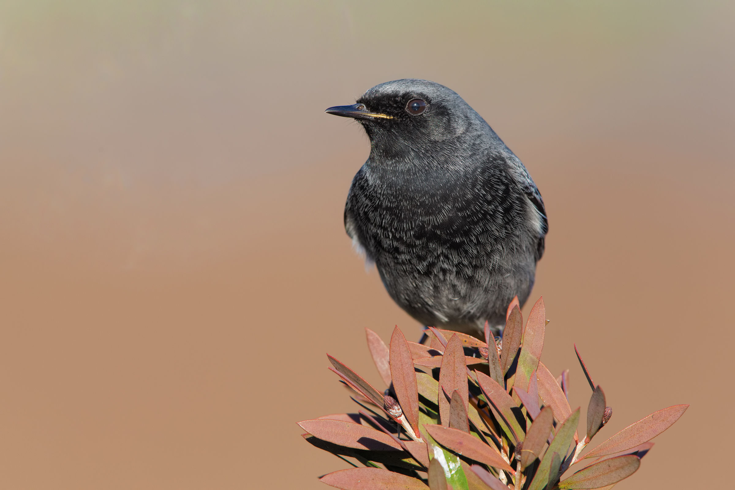 Codirosso spazzacamino