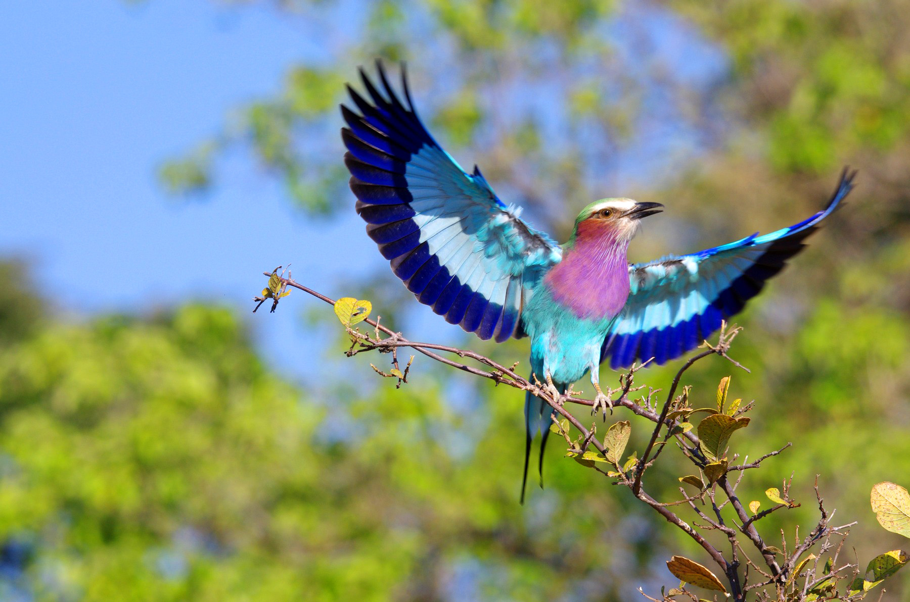 Lilac-Breasted Roller (Coracias caudatus)