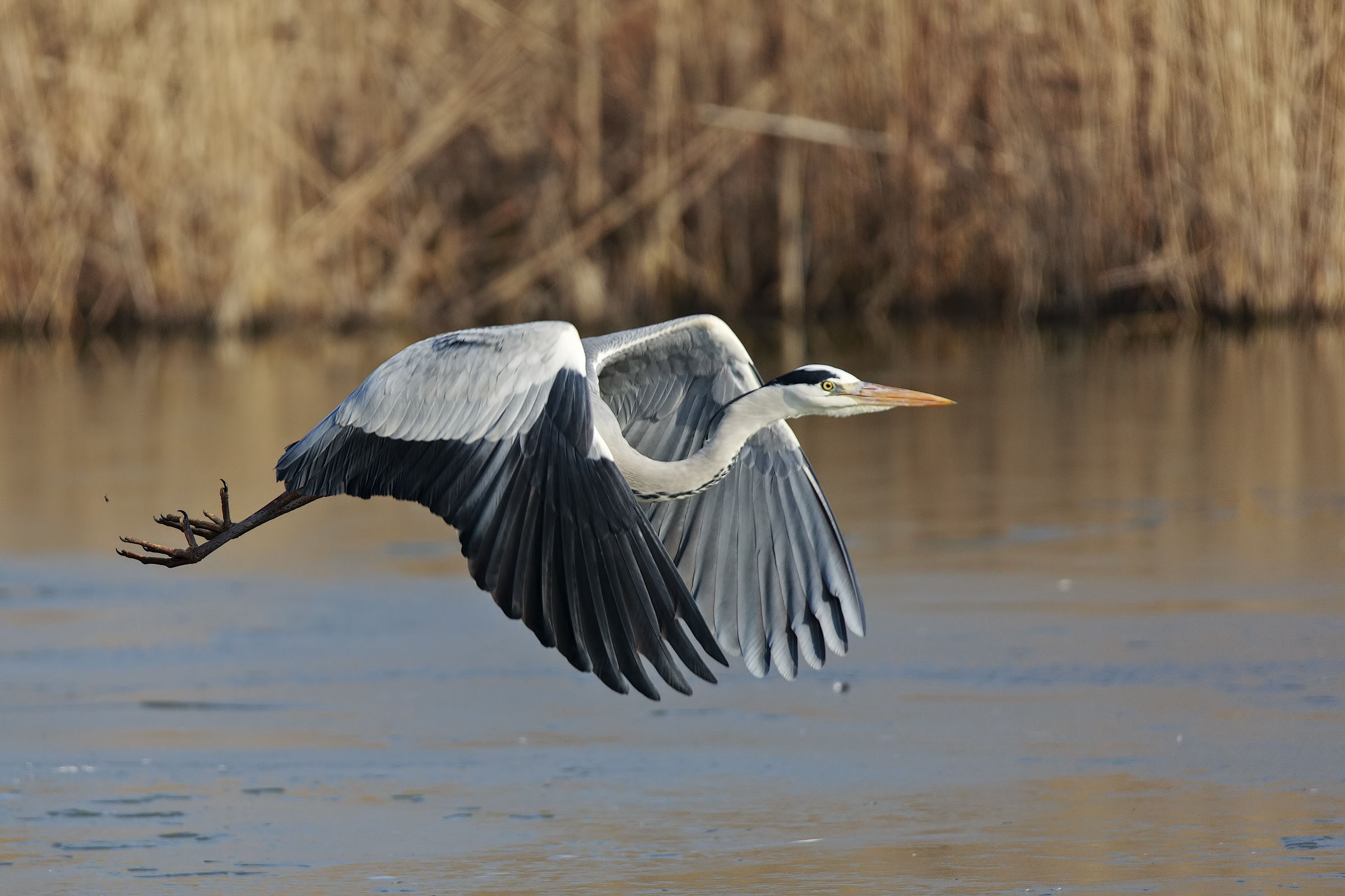Sorvolando la valle ghiacciata