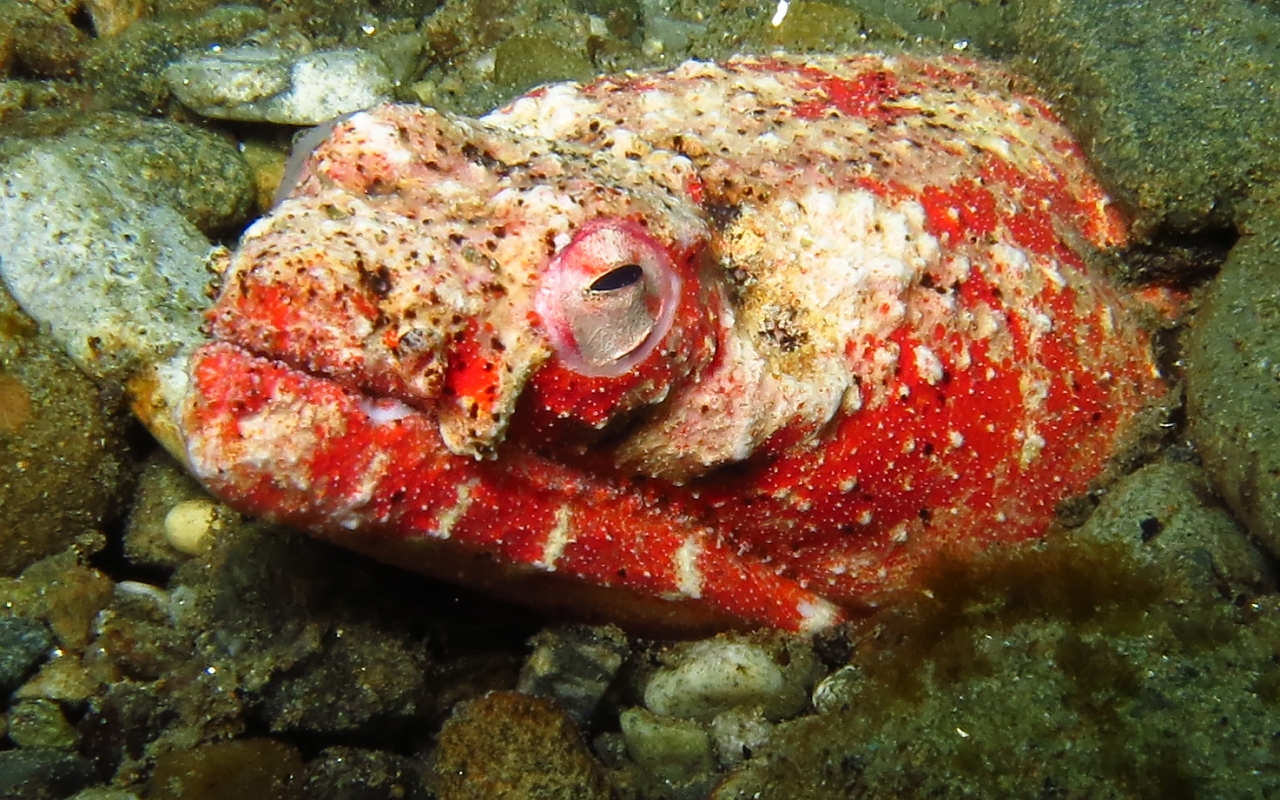 Brachysomophis henshawi