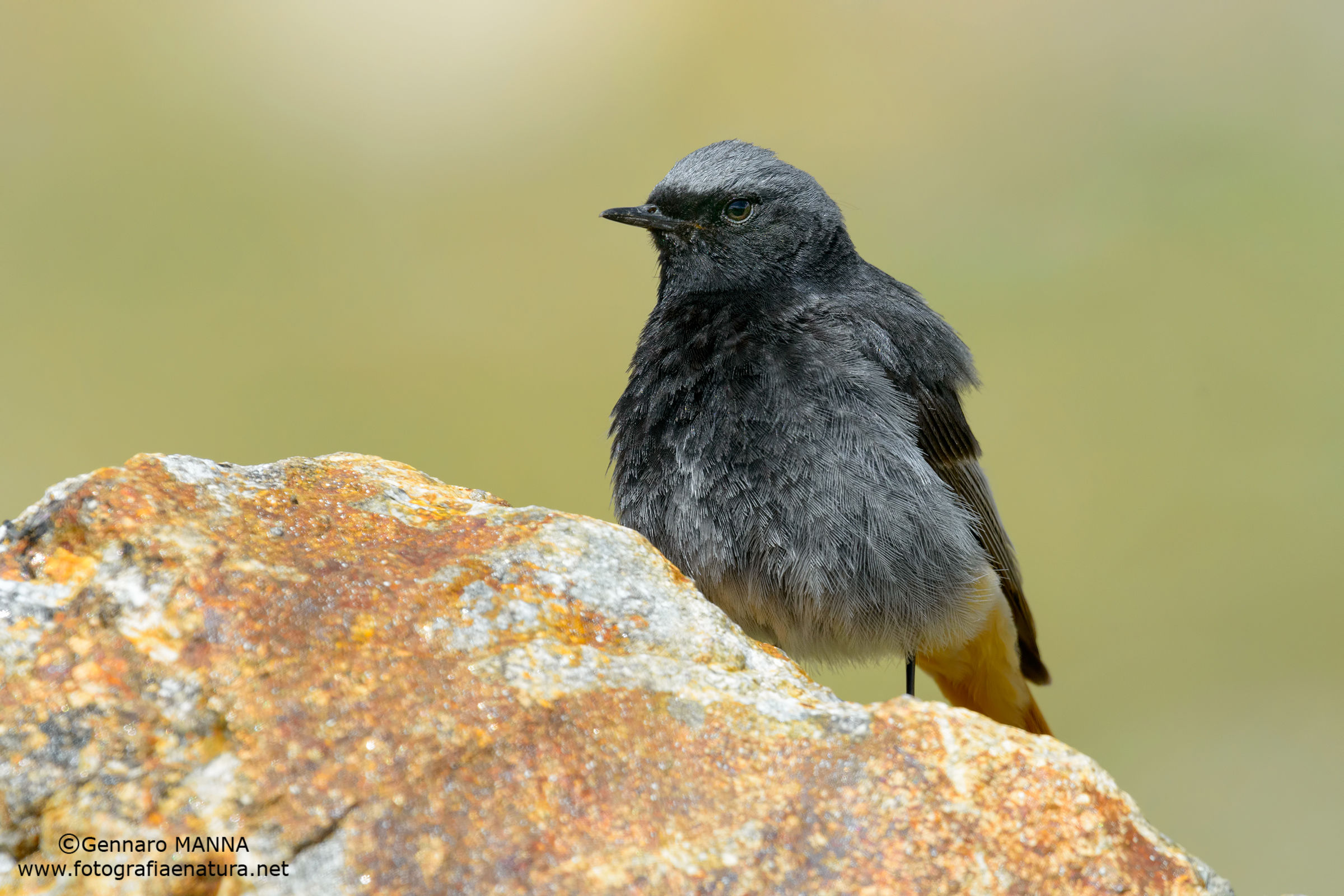Codirosso spazzacamino