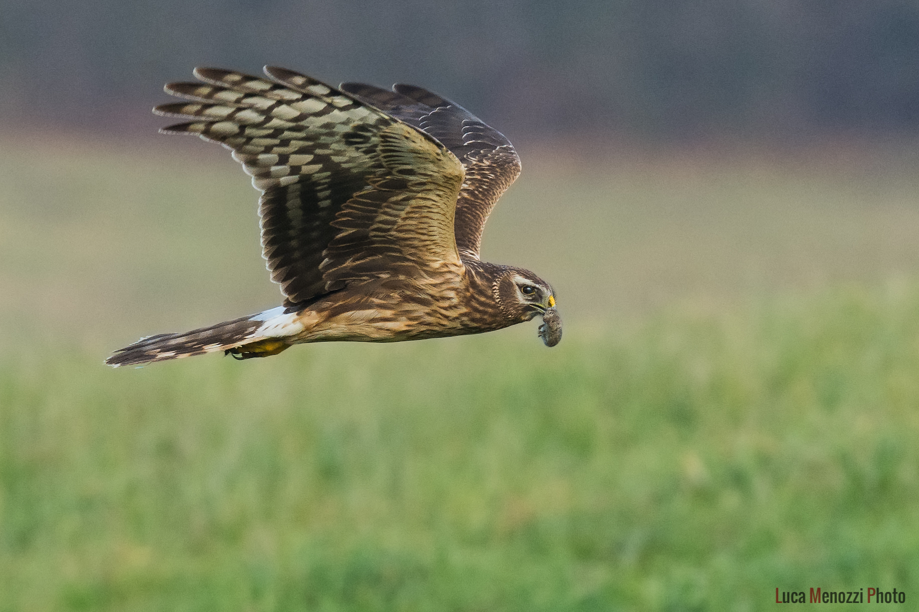 Royal Harrier with prey
