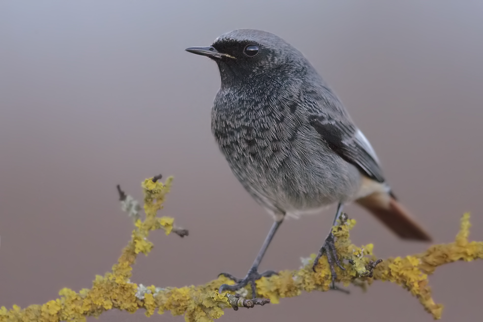 Sweeps .... Lorenzo.