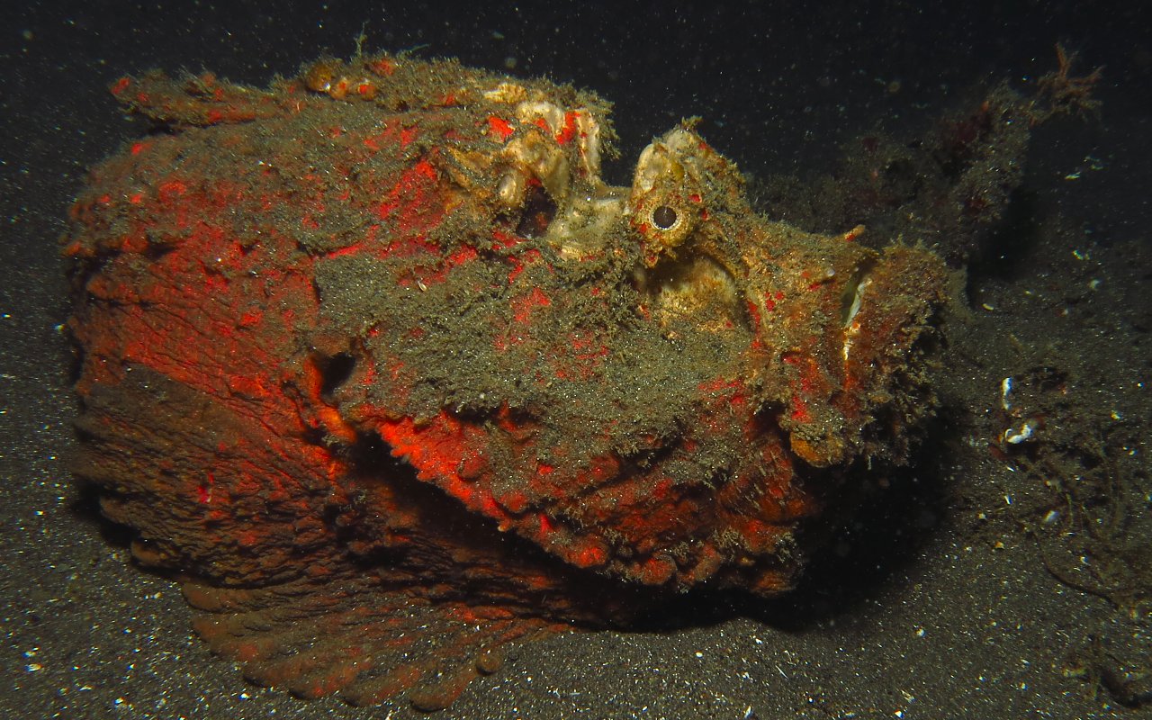 Stone estuarine fish