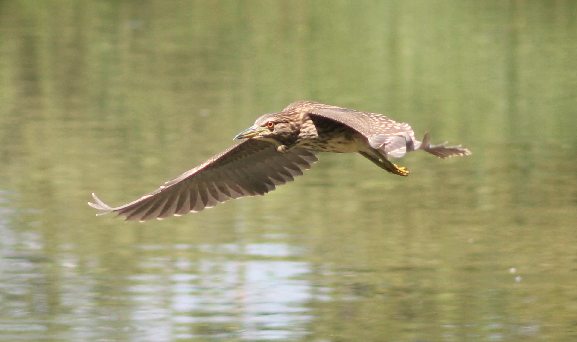 Young Night Heron in flight