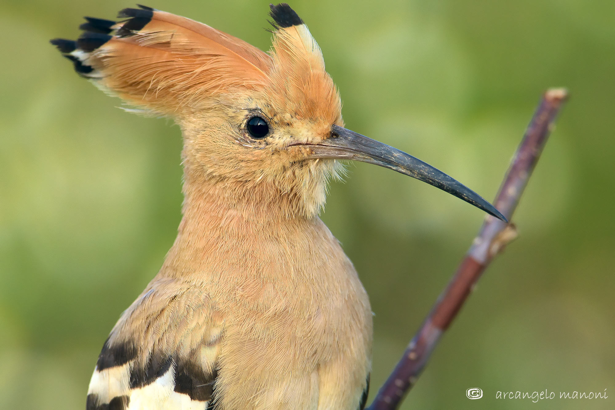 Ritrattone all'upupa
