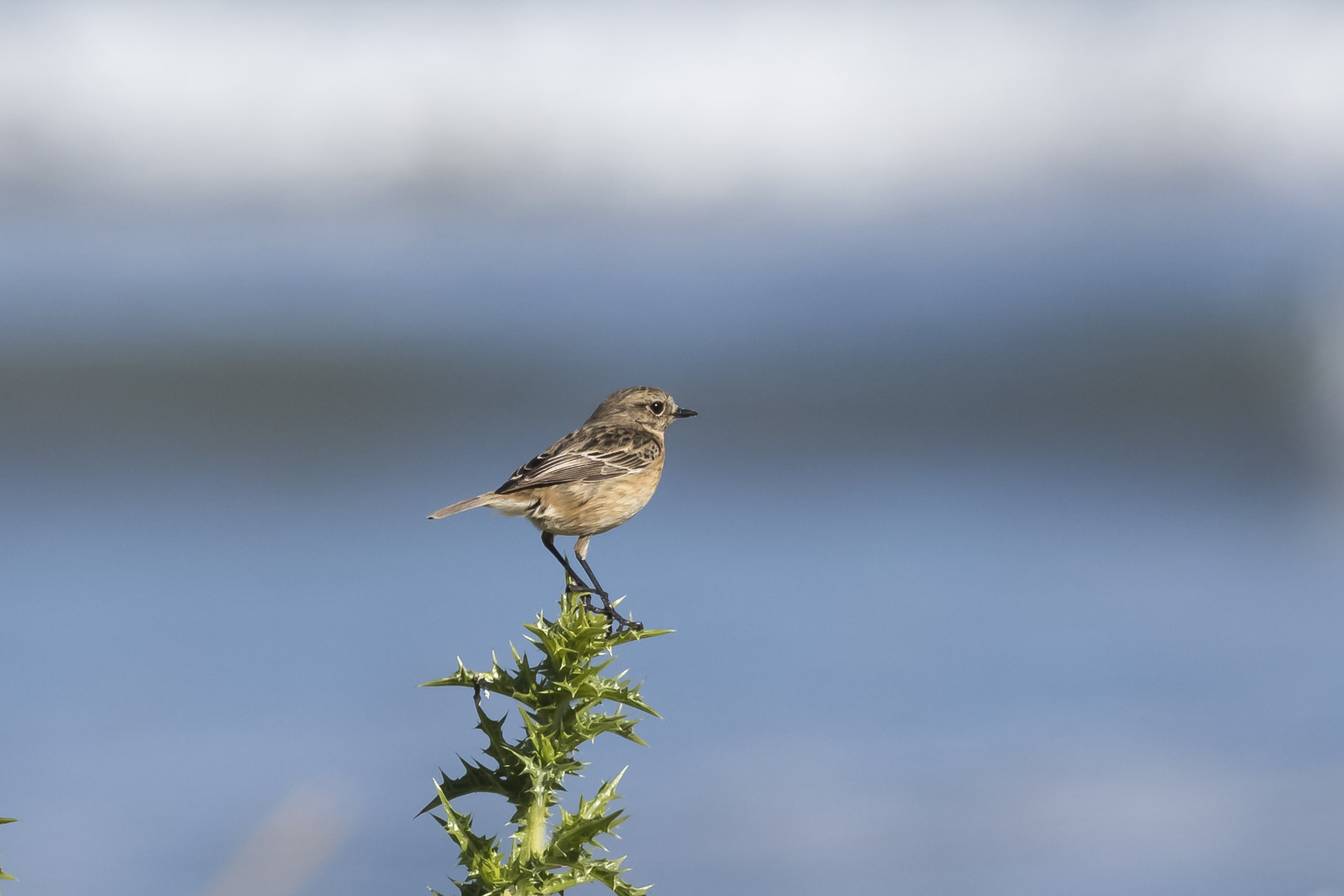 stonechat