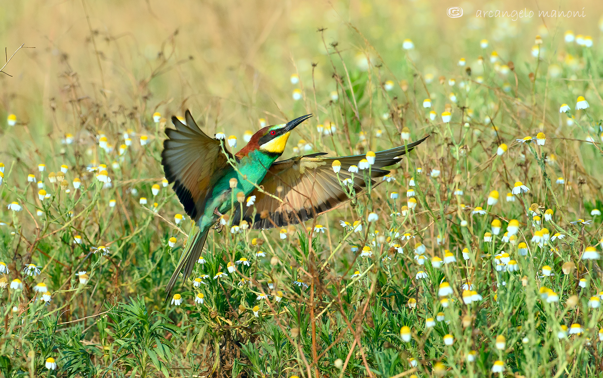 Il gruccione e la camomilla