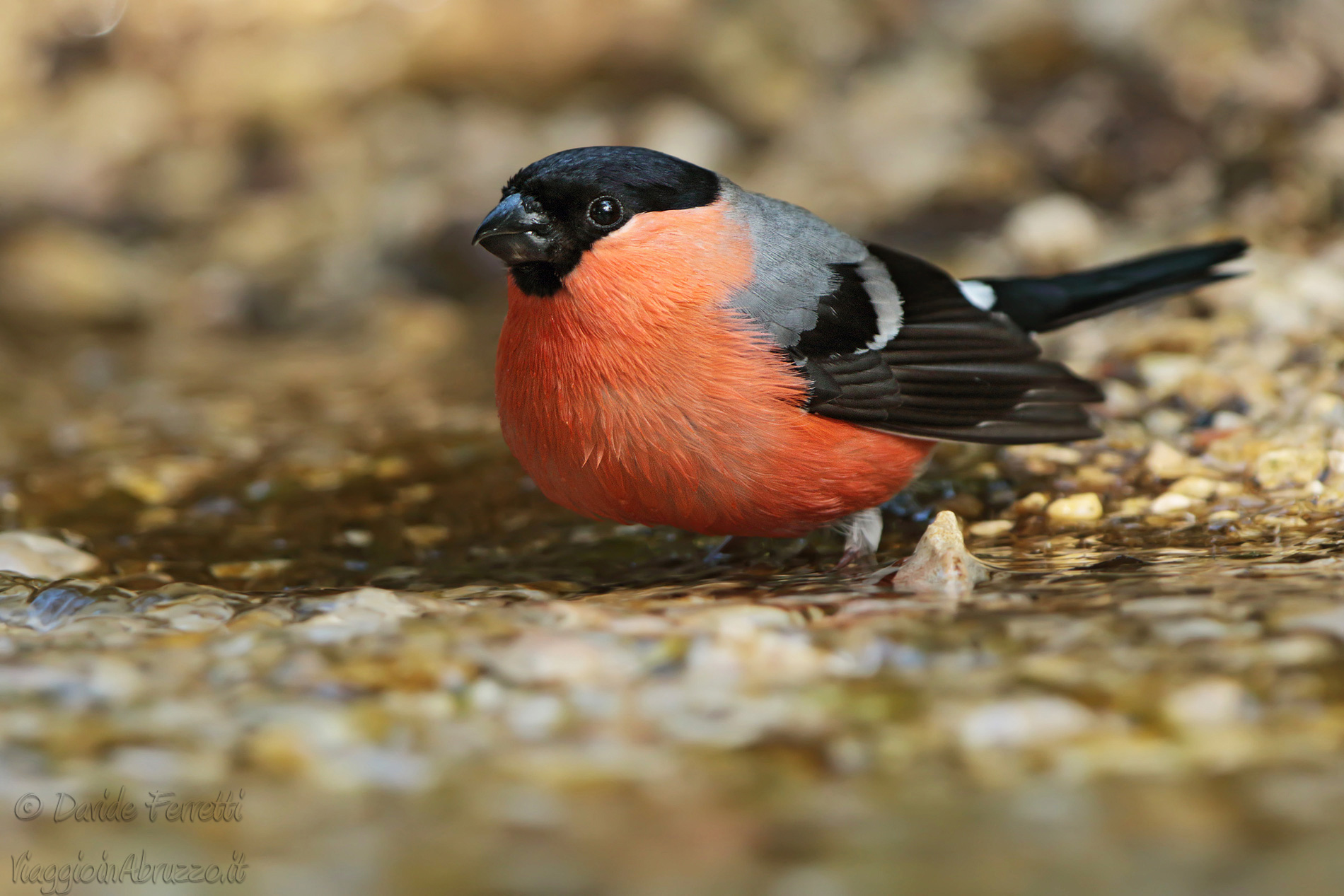 Ciuffolotto maschio (Eurasian bullfinch, male)